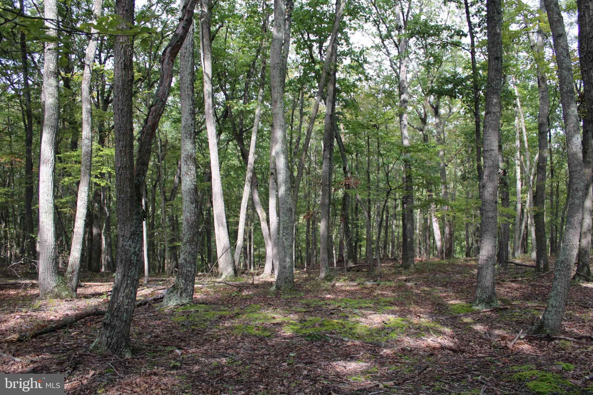 CEDAR GROVE ESTATES - Land