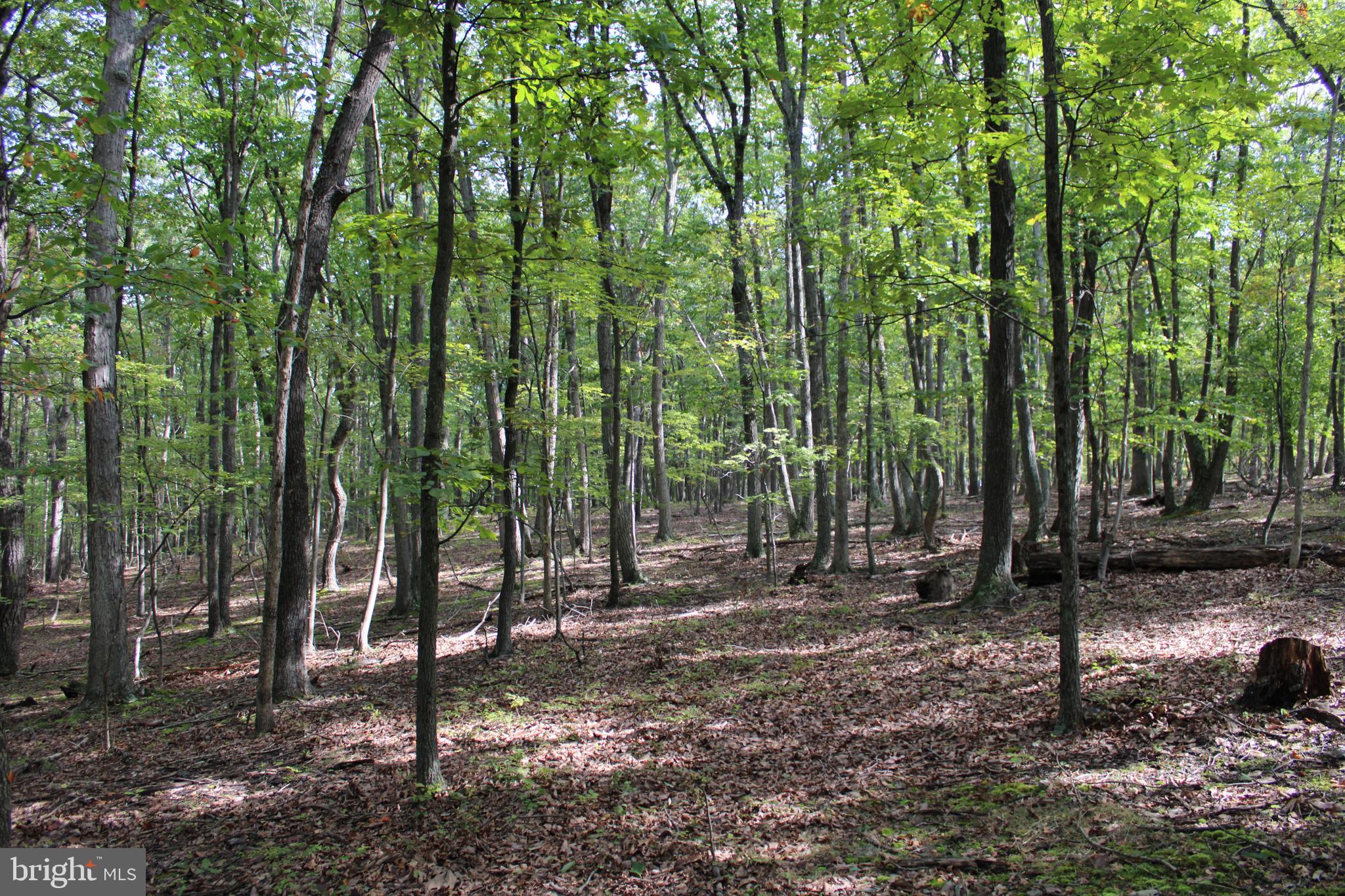 CEDAR GROVE ESTATES - Land