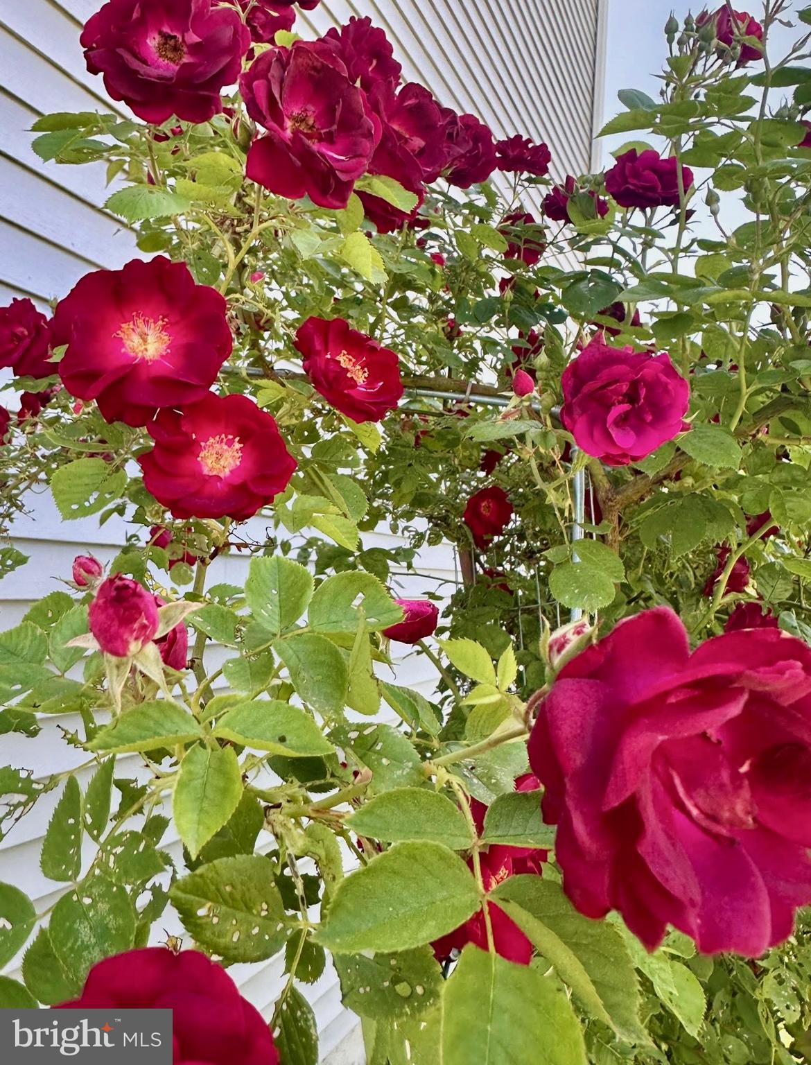 HYETTS CROSSING - Residential