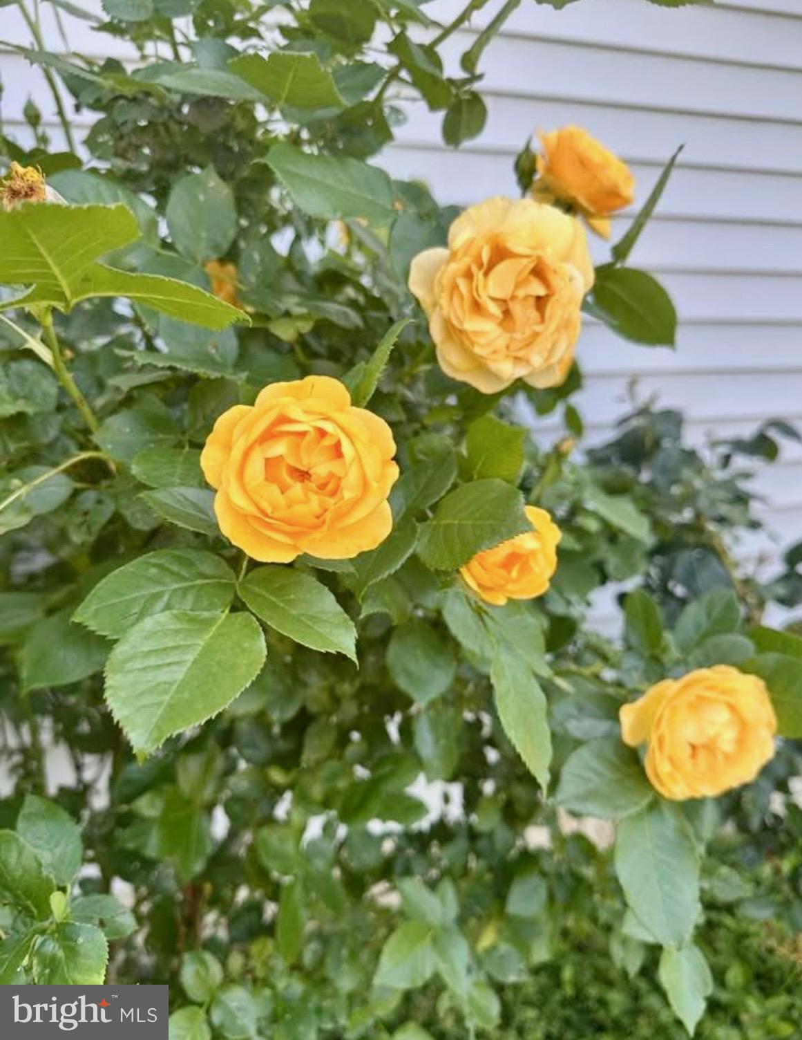 HYETTS CROSSING - Residential