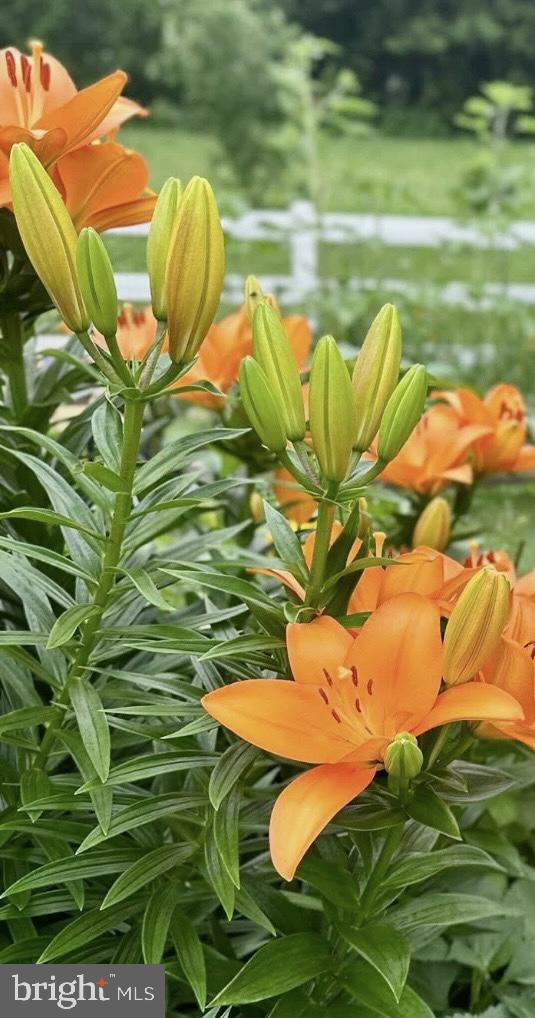 HYETTS CROSSING - Residential