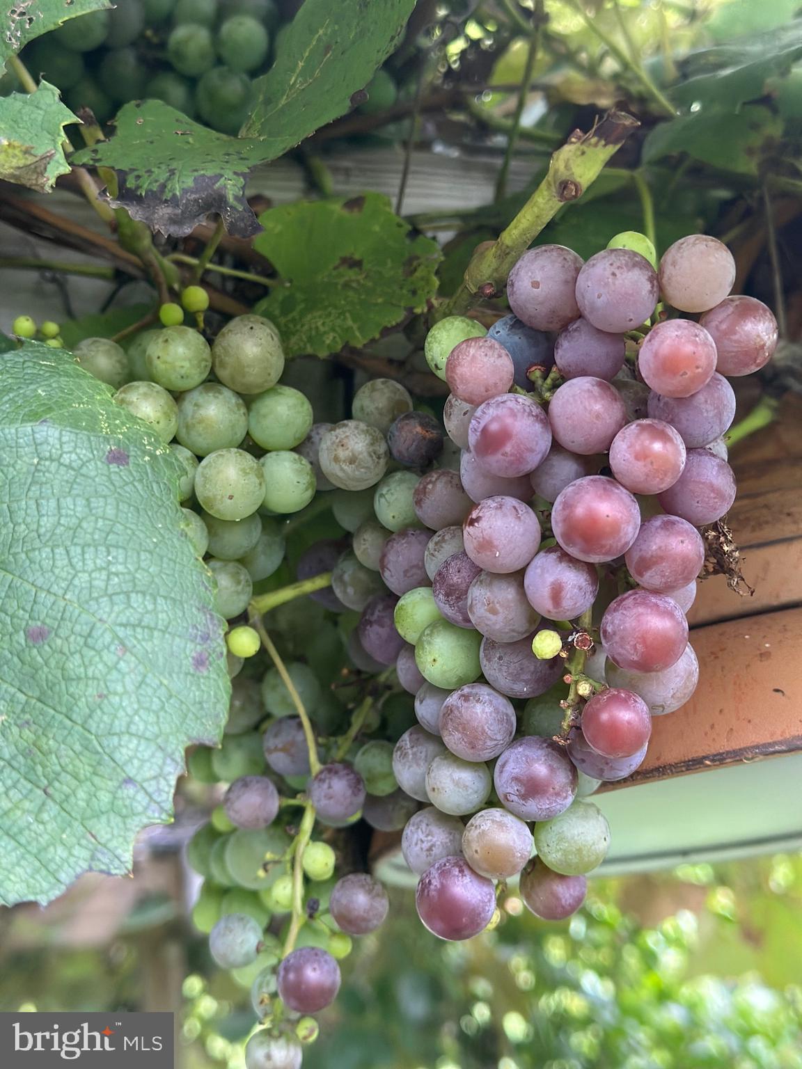 HYETTS CROSSING - Residential