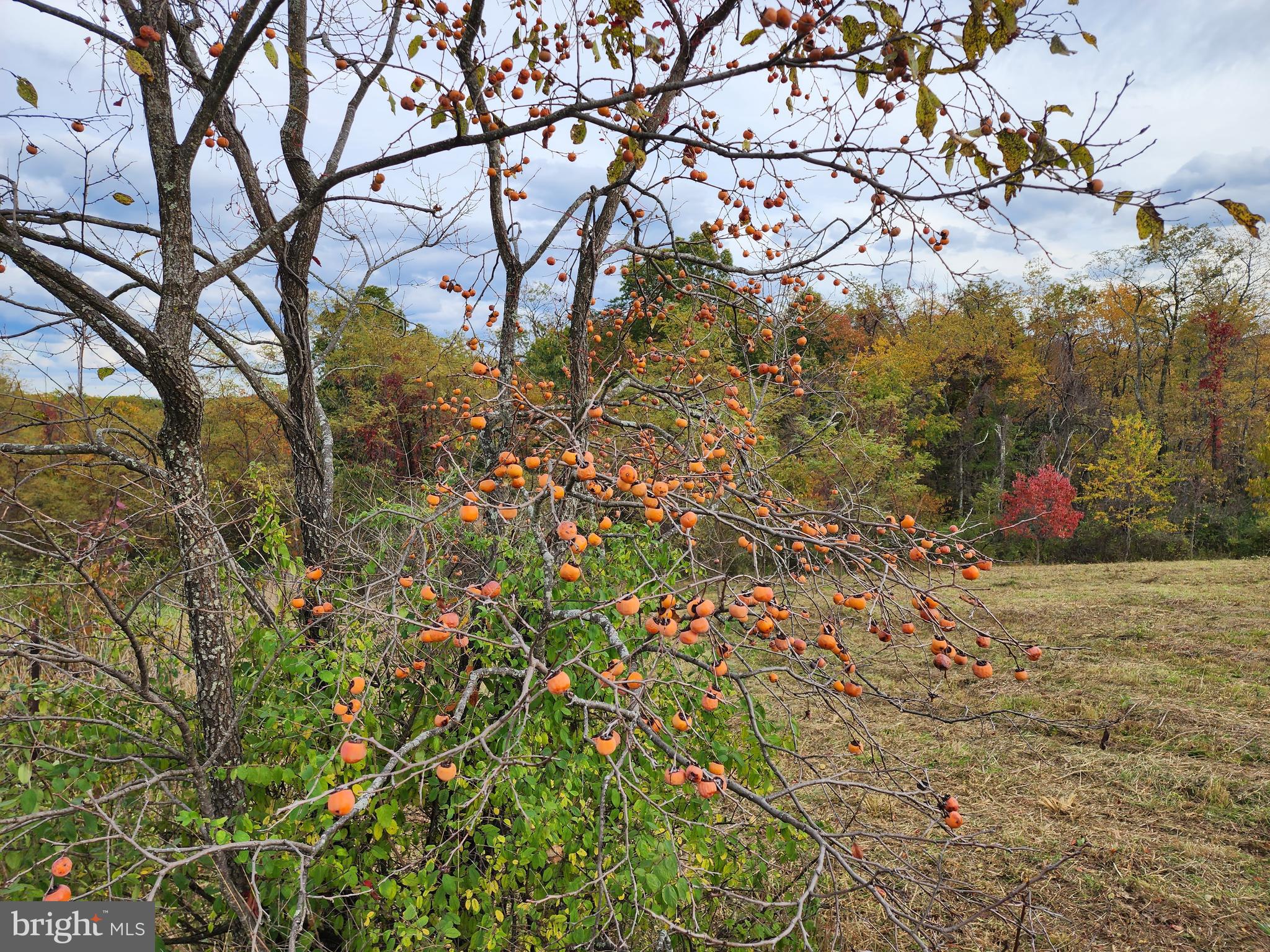 NATHANIEL PARK ESTATES - Land