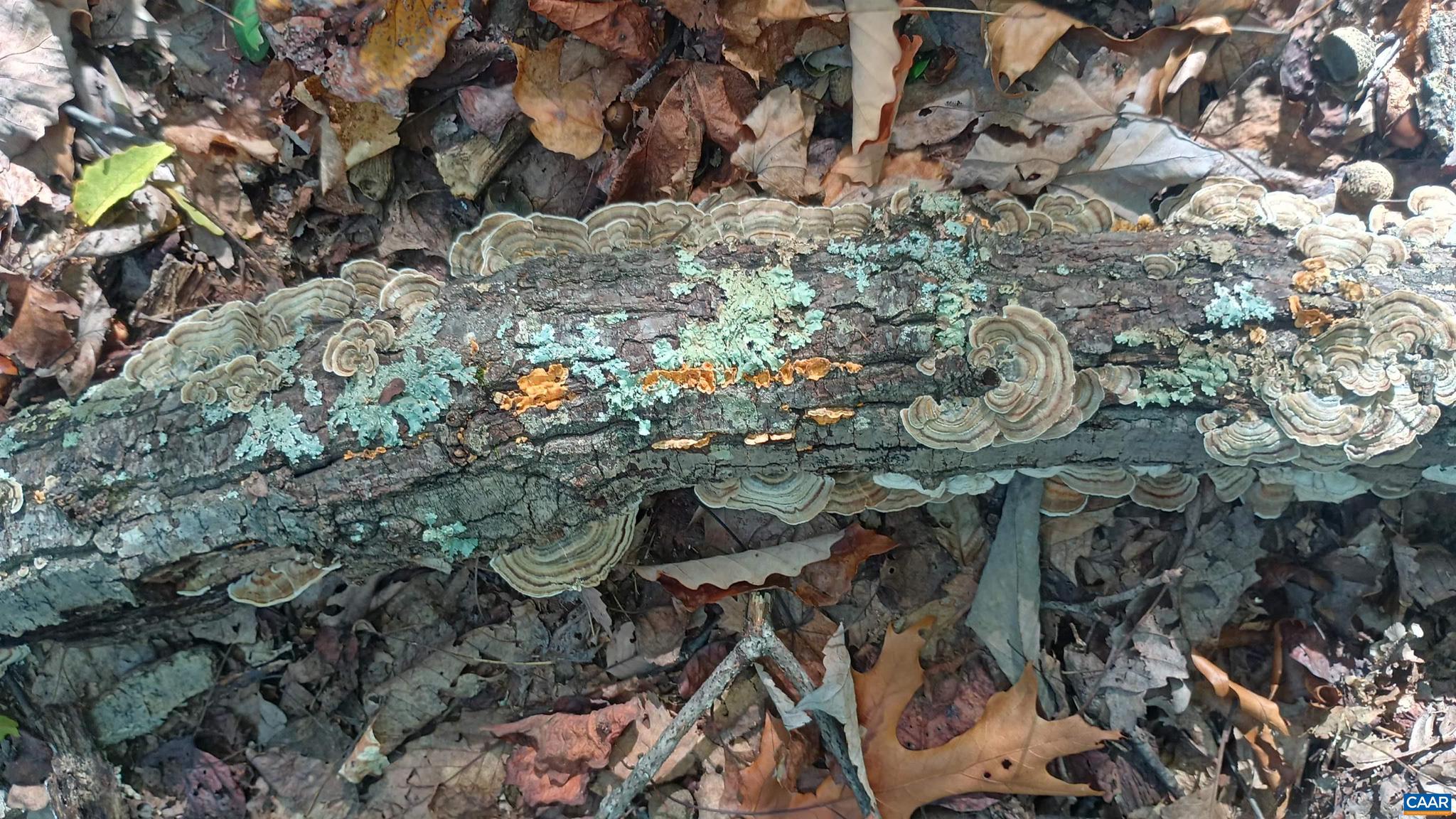 NONE AVAILABLE - Land