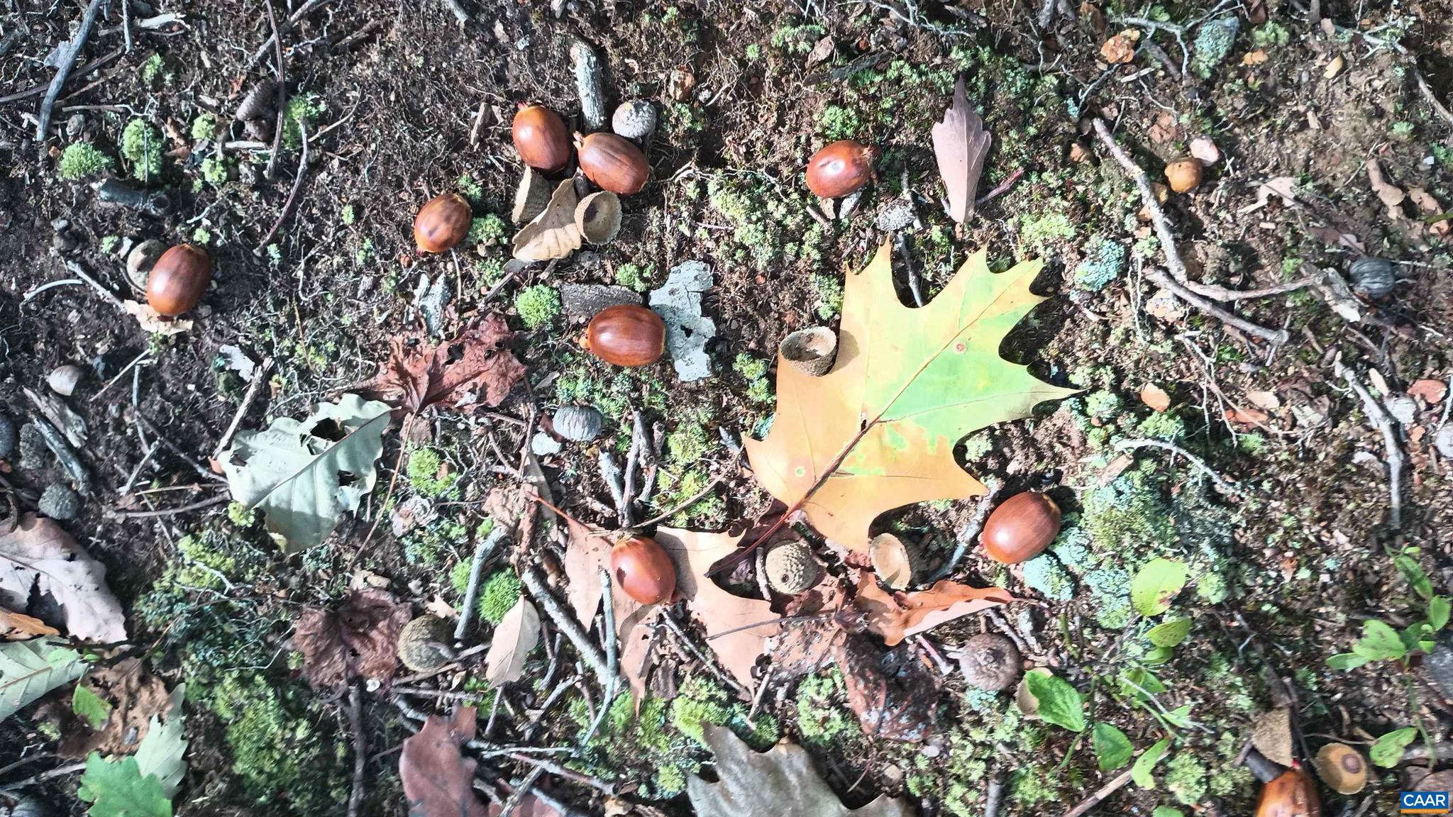 NONE AVAILABLE - Land