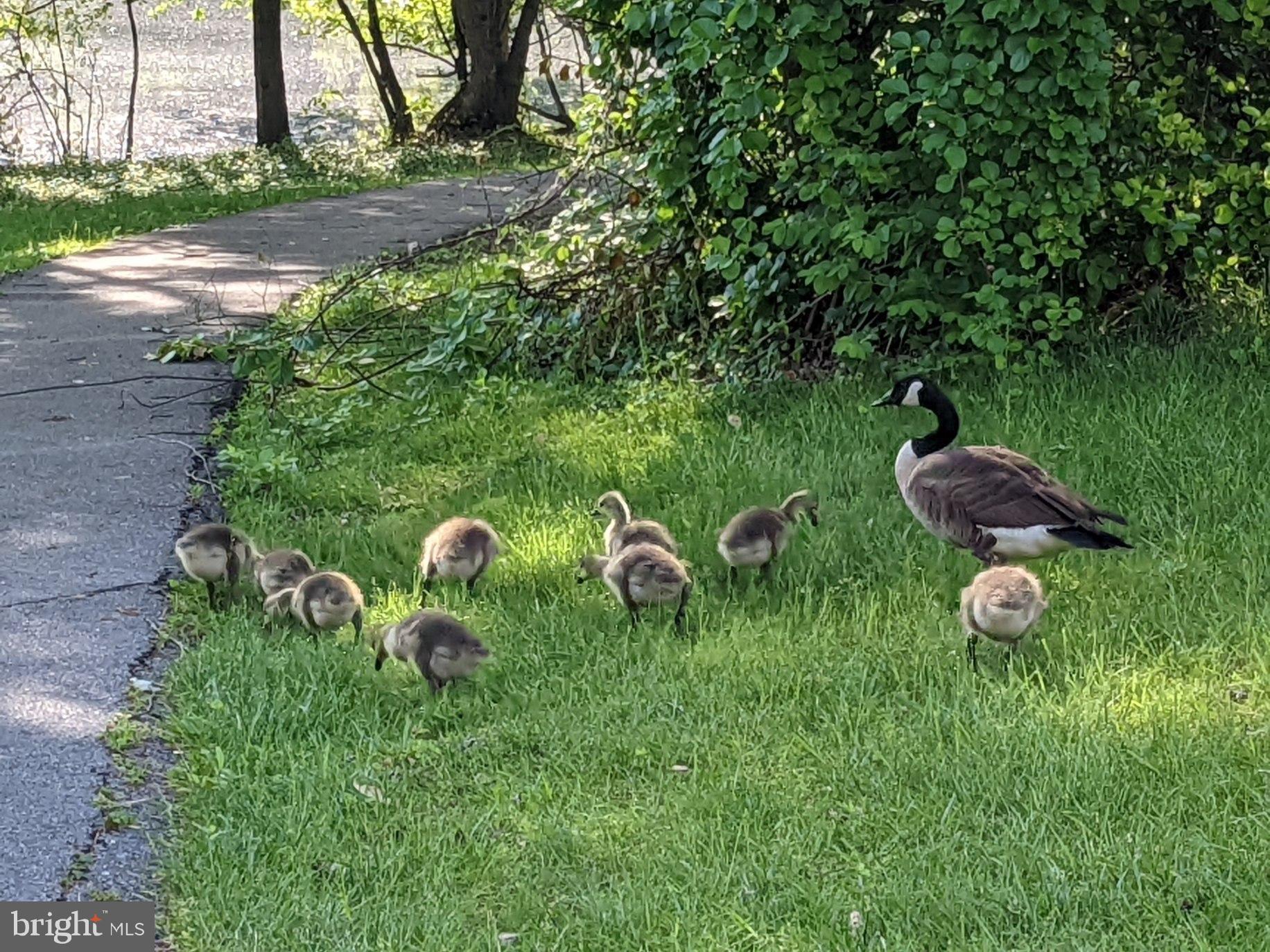 FLOWER HILL - Residential