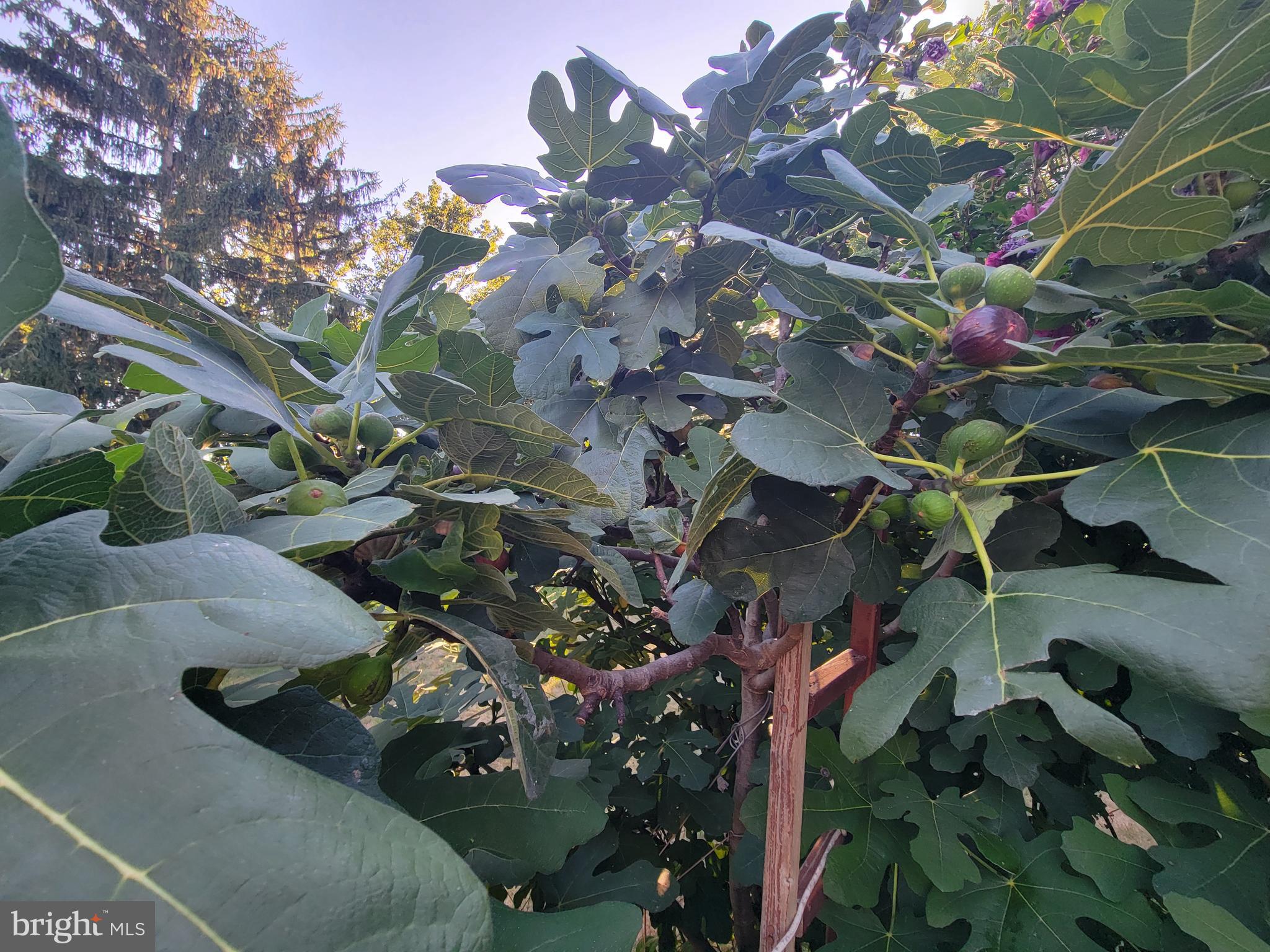 TASKERS CHANCE - Residential