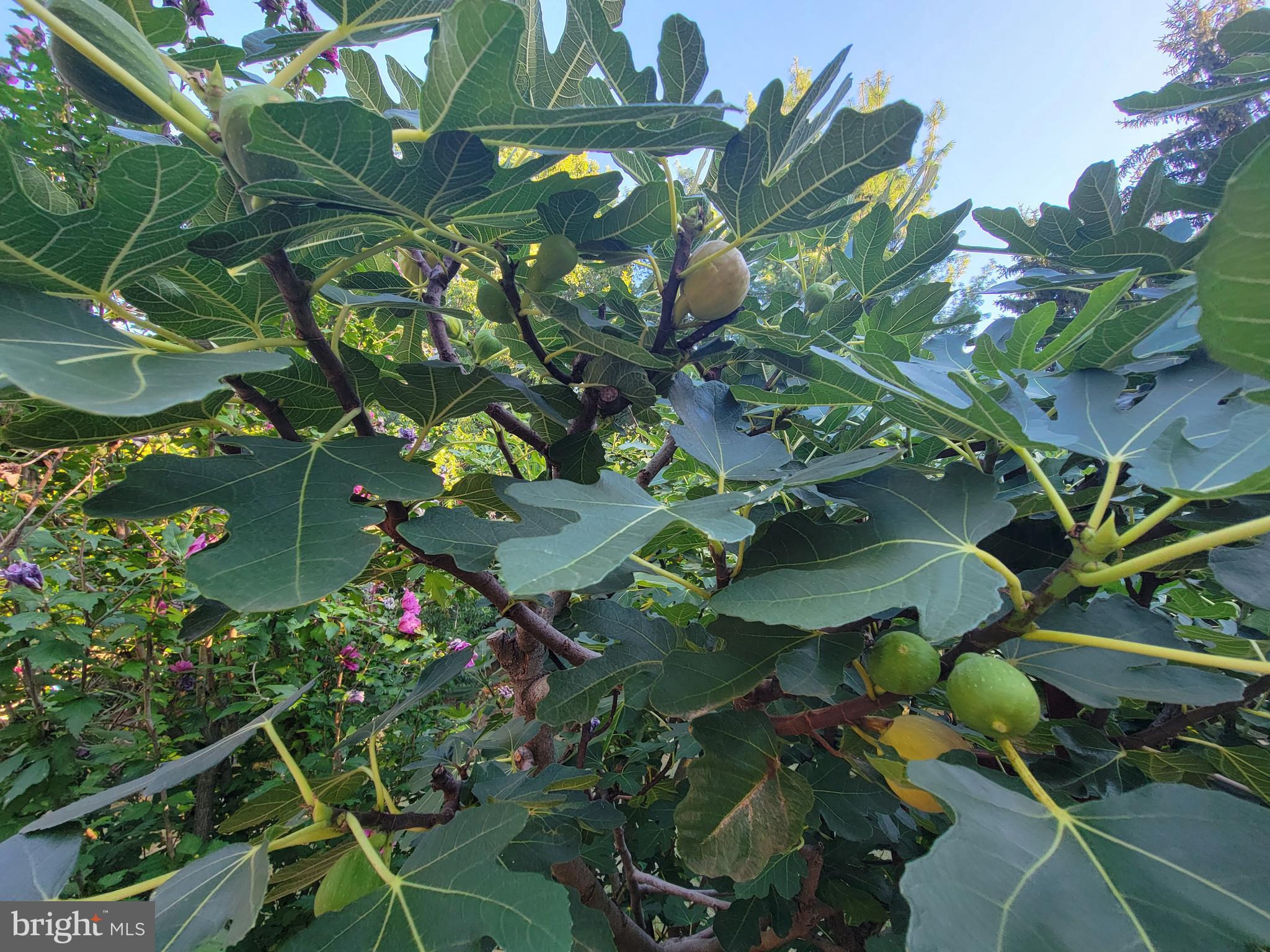 TASKERS CHANCE - Residential