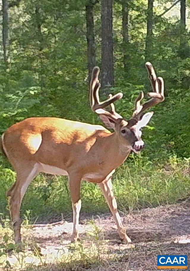 NONE AVAILABLE - Land