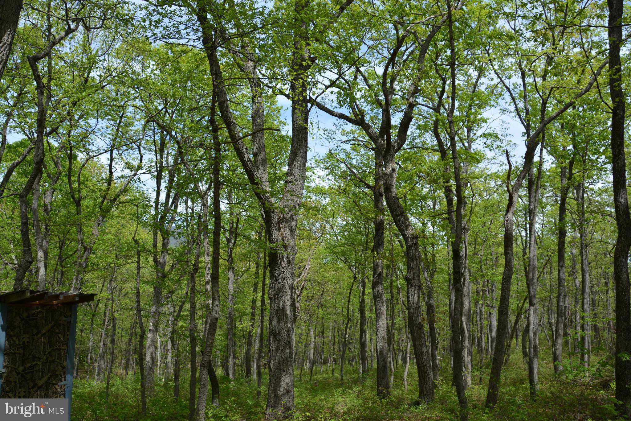 FALL RUN FOREST - Land