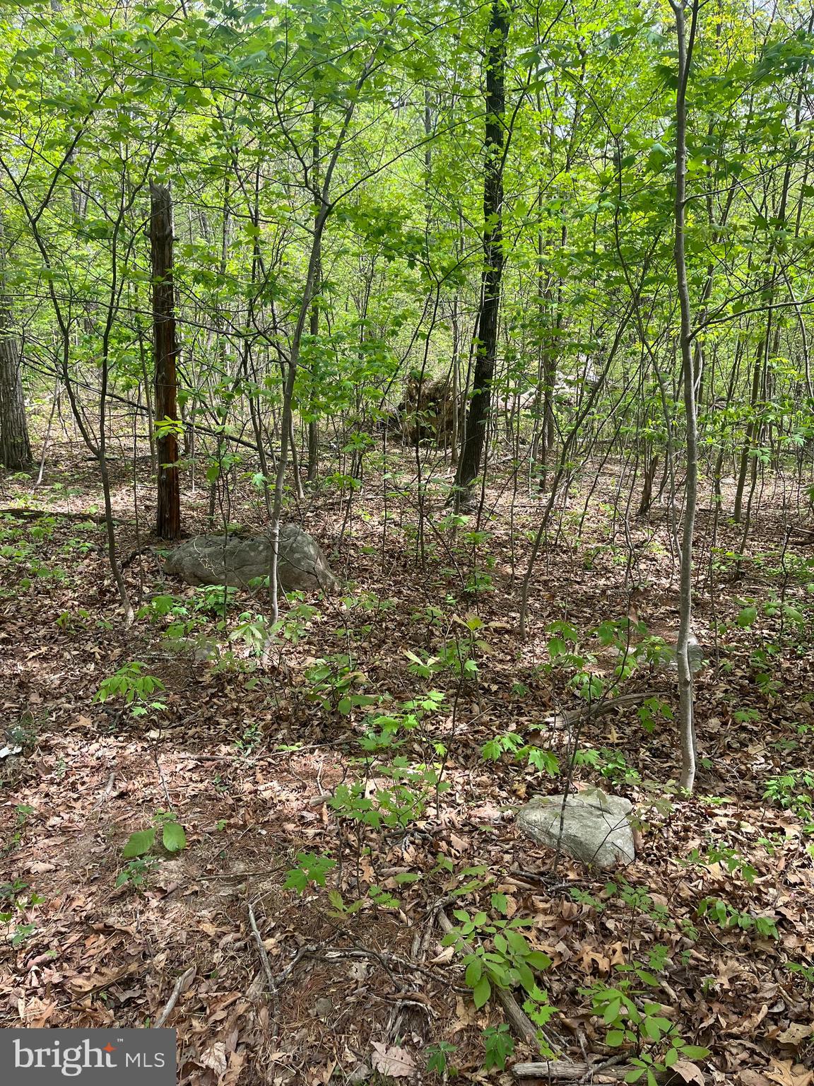 FALL RUN FOREST - Land