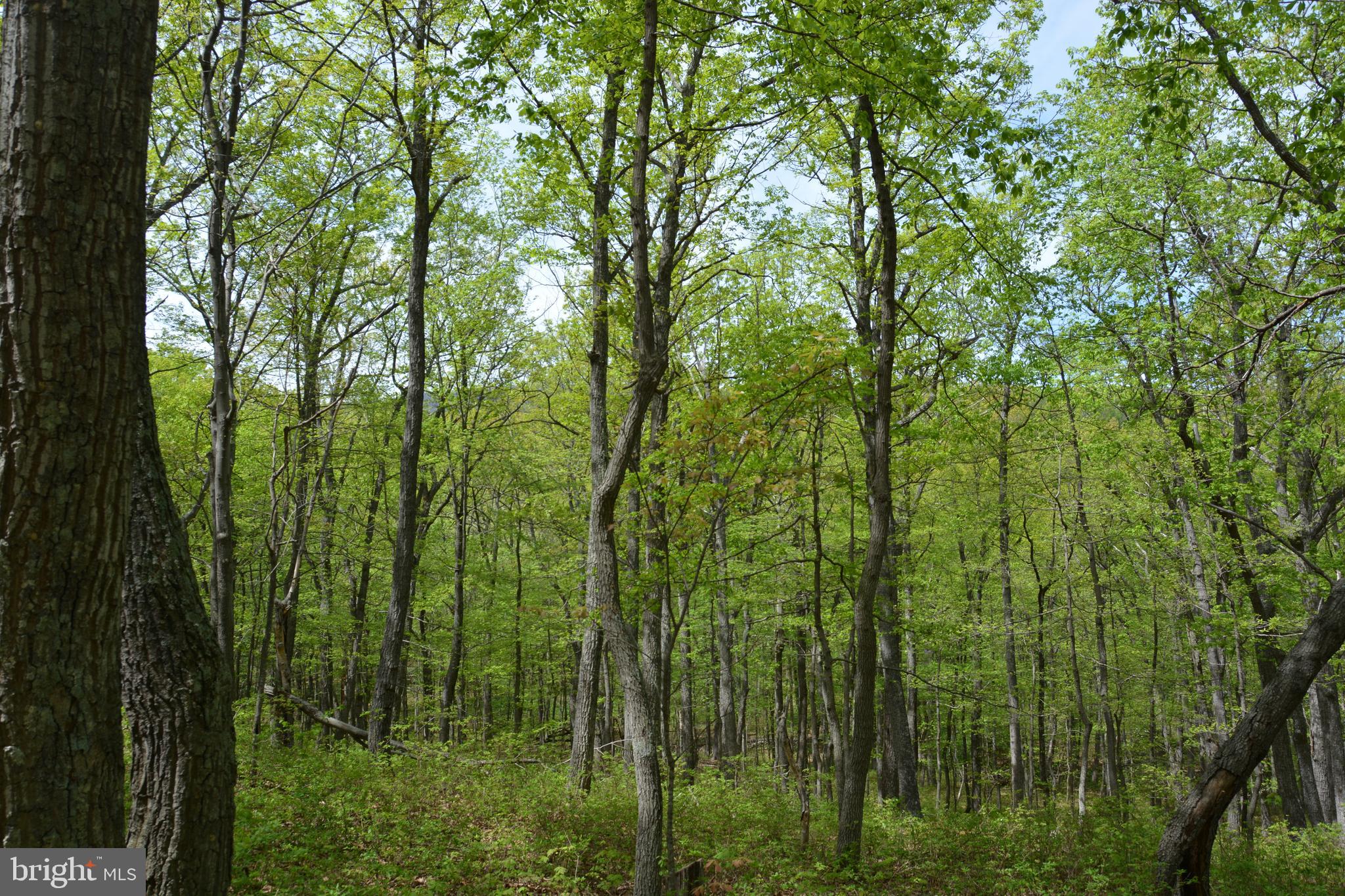 FALL RUN FOREST - Land