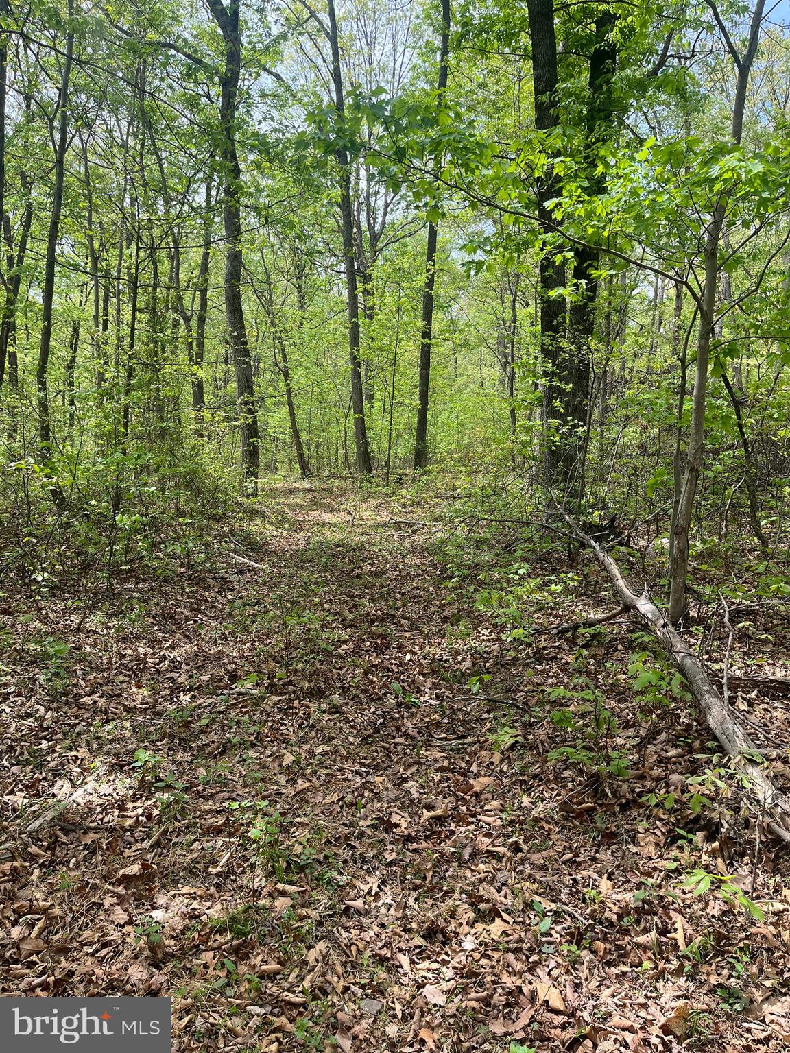 FALL RUN FOREST - Land