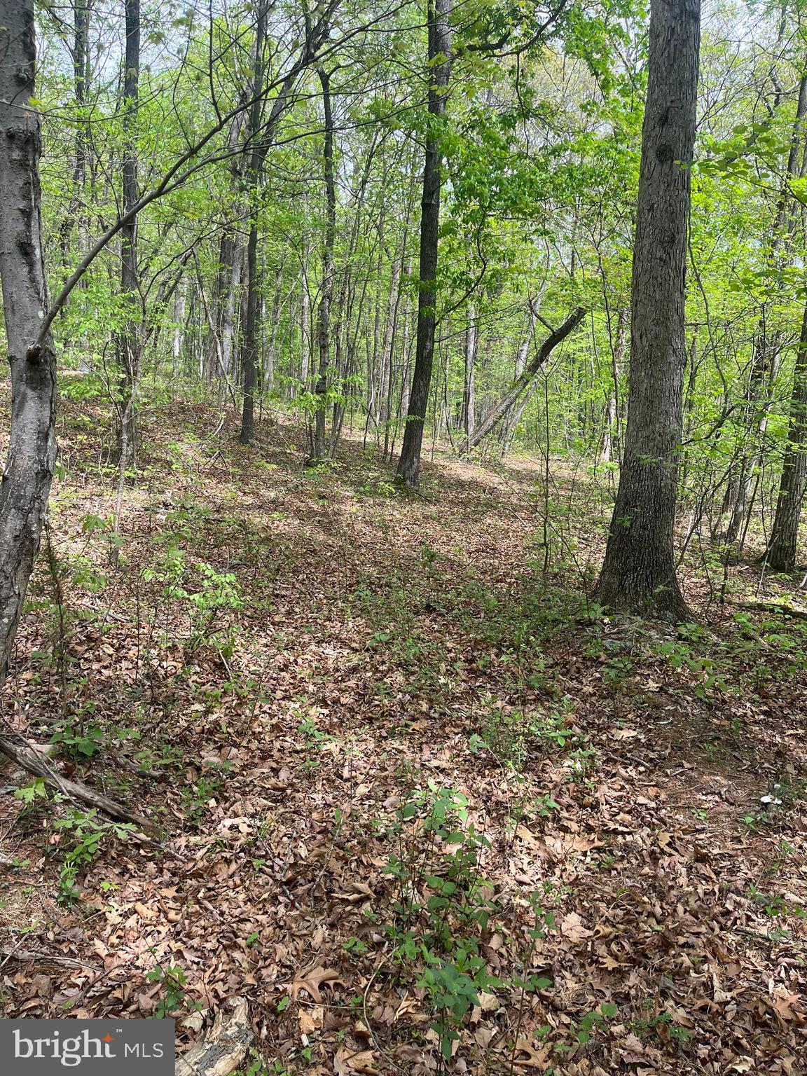 FALL RUN FOREST - Land