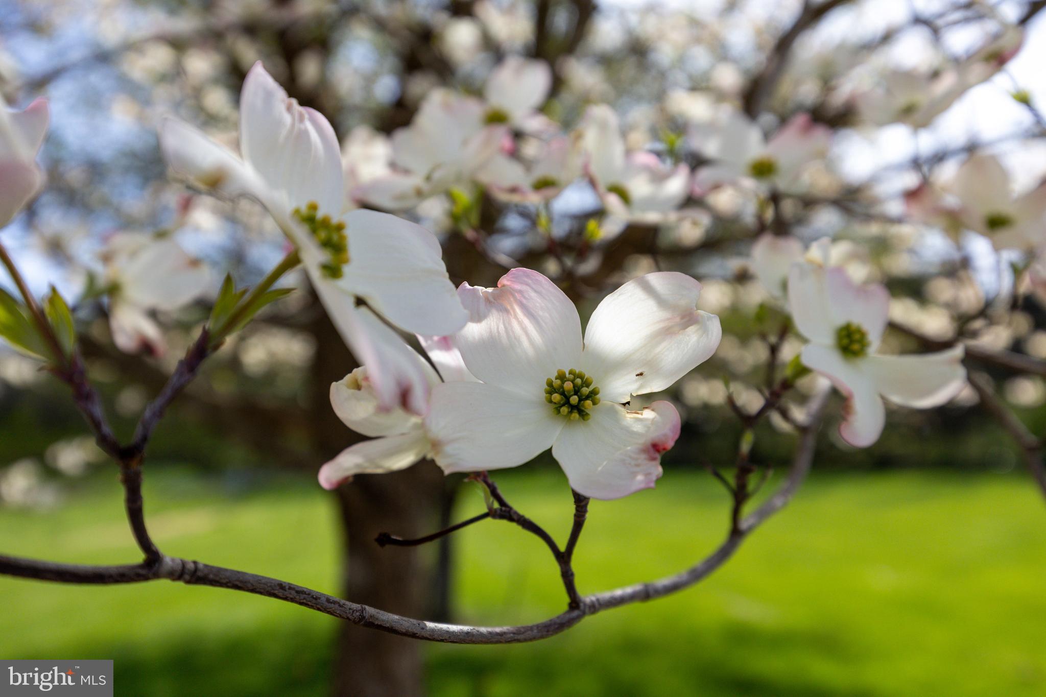 NORTH FORK FARMS - Residential