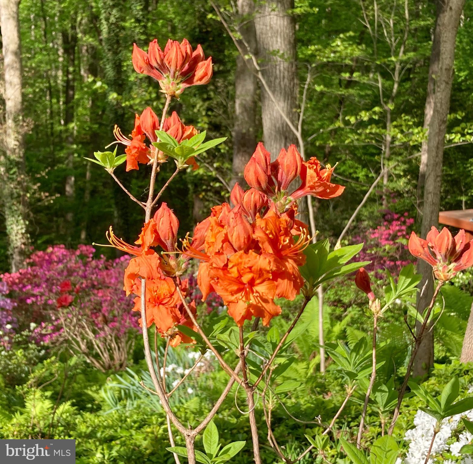 HILLANDALE - Residential