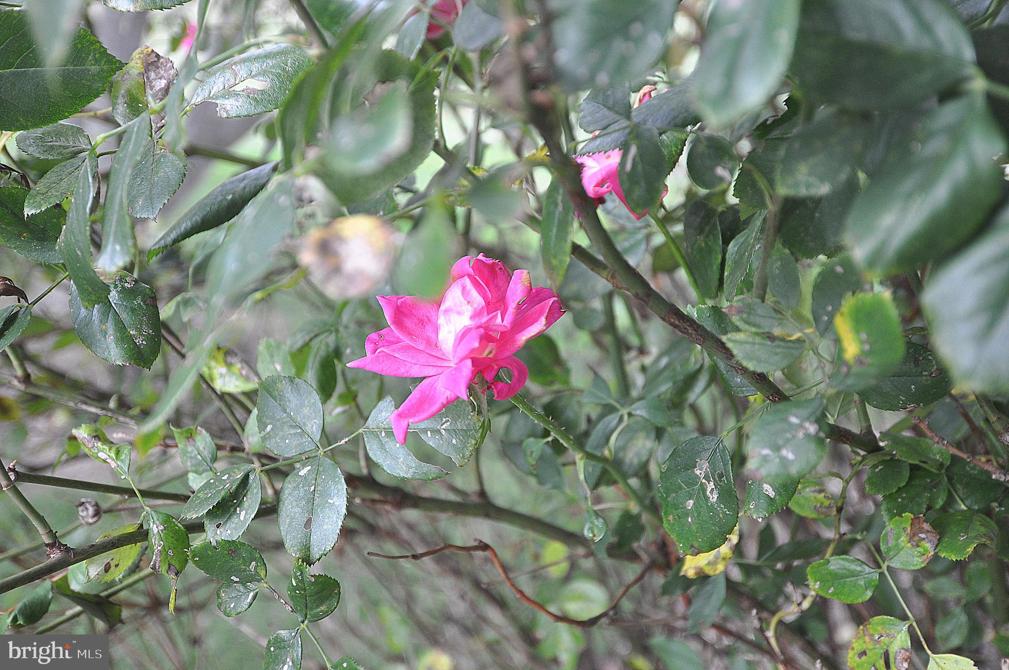 BERKELEY GARDENS - Residential