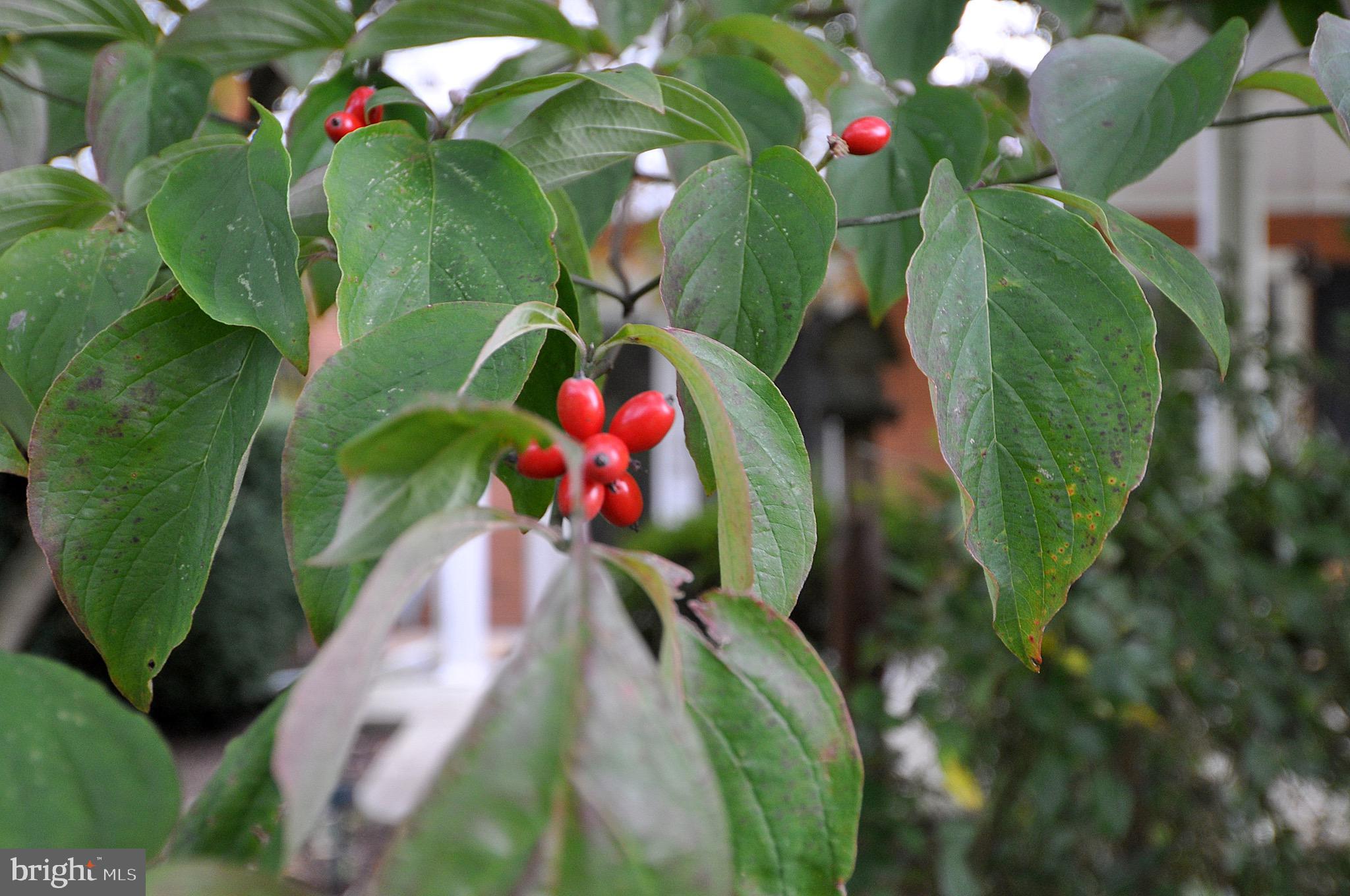 BERKELEY GARDENS - Residential
