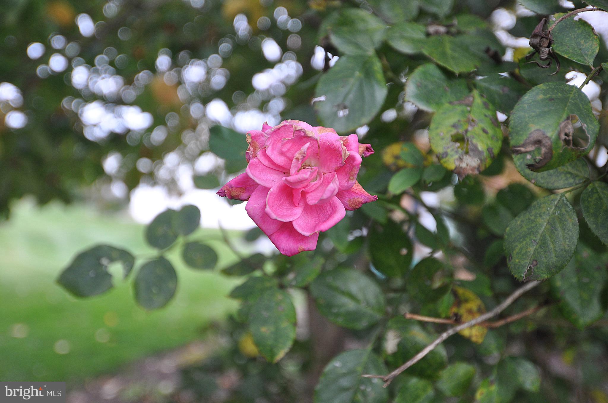 BERKELEY GARDENS - Residential
