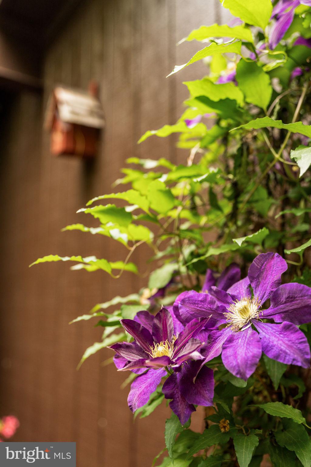 BAEDERWOOD - Residential