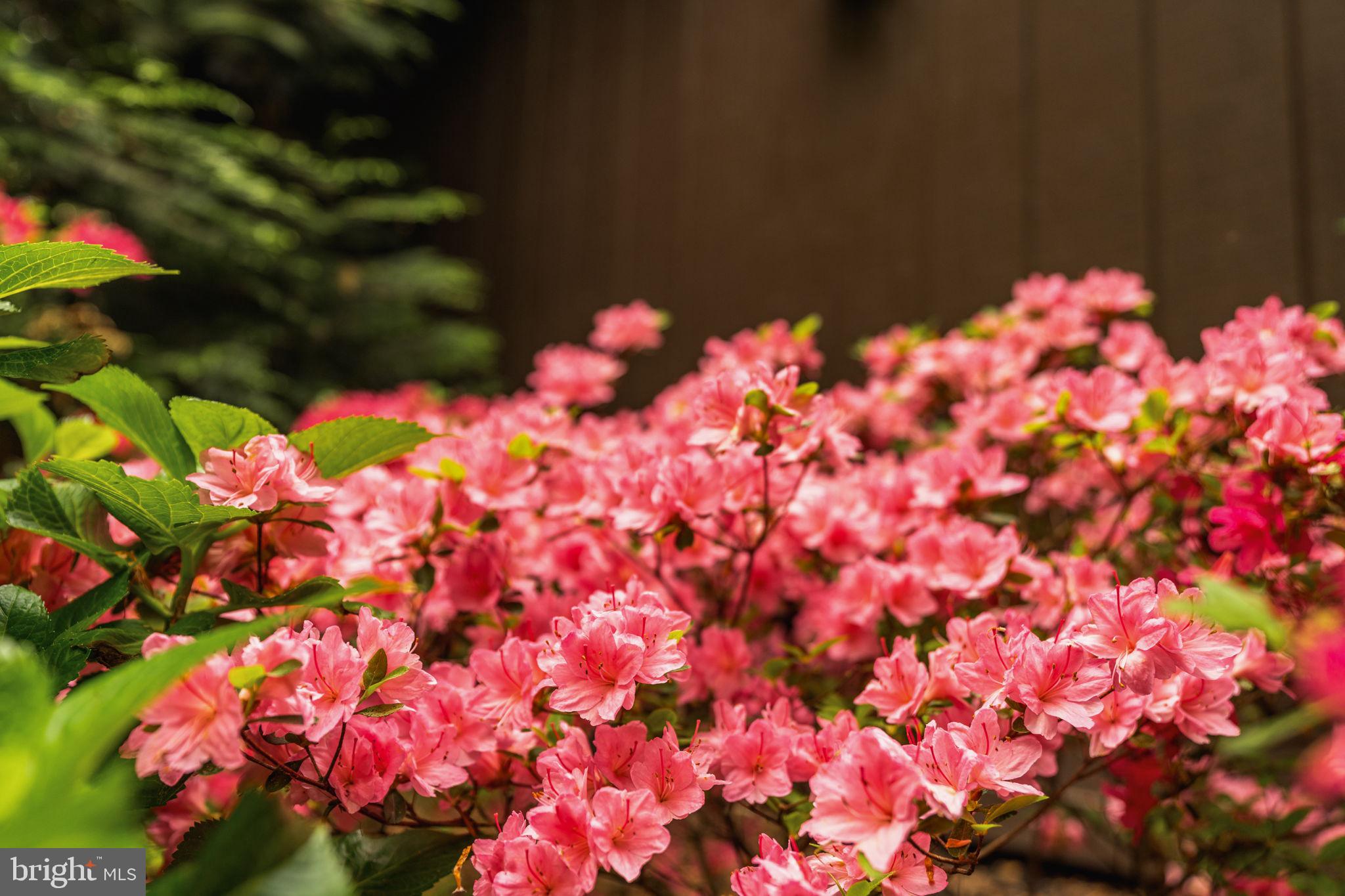 BAEDERWOOD - Residential