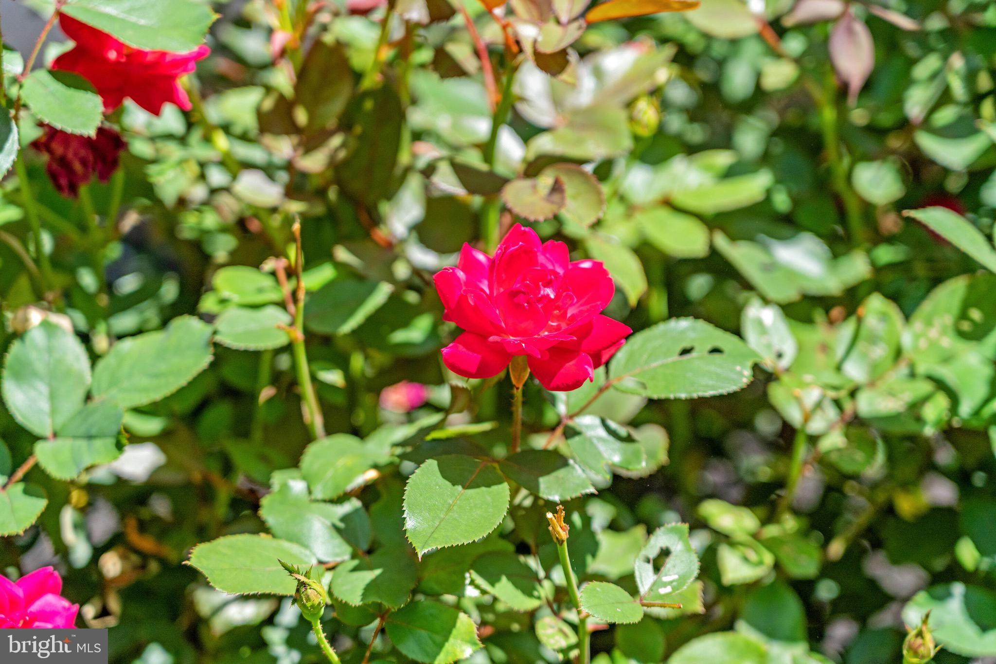 LAKE FRONT ROYAL - Residential