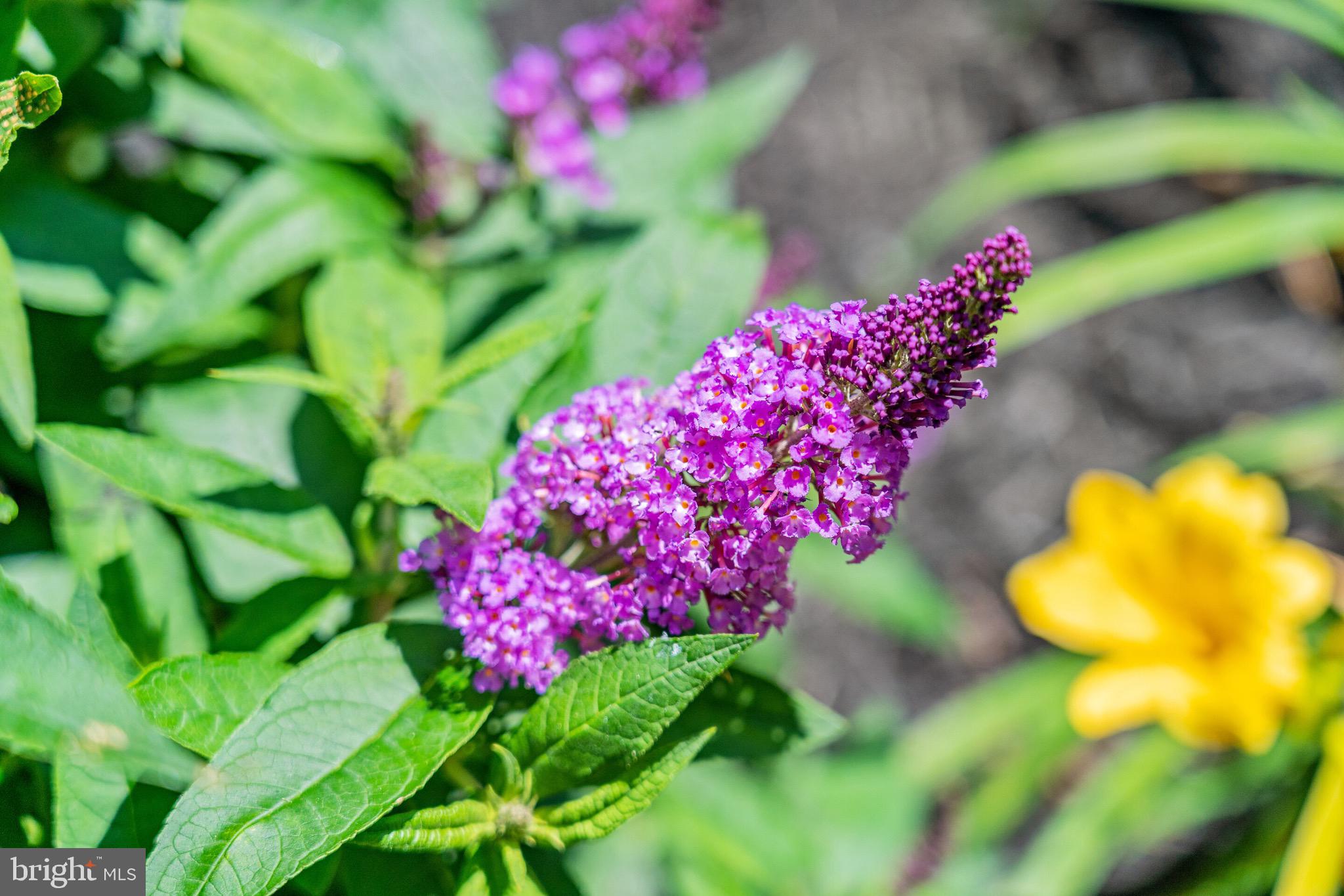 LAKE FRONT ROYAL - Residential