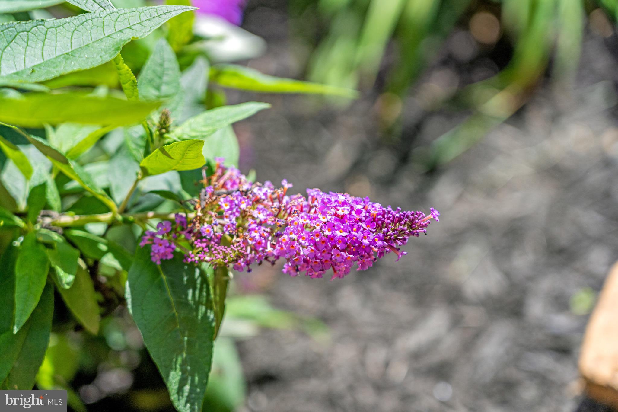 LAKE FRONT ROYAL - Residential