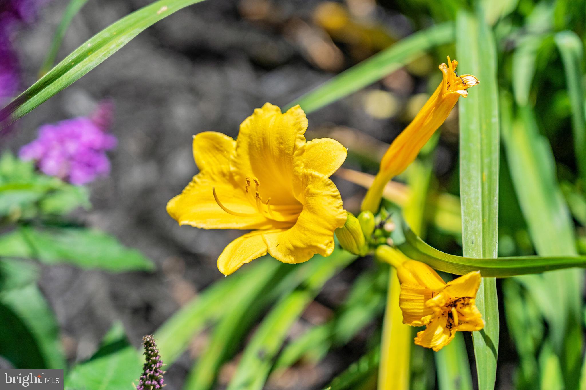 LAKE FRONT ROYAL - Residential