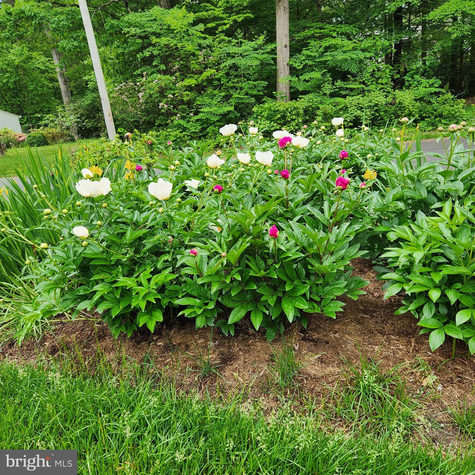 DRUM POINT - Residential