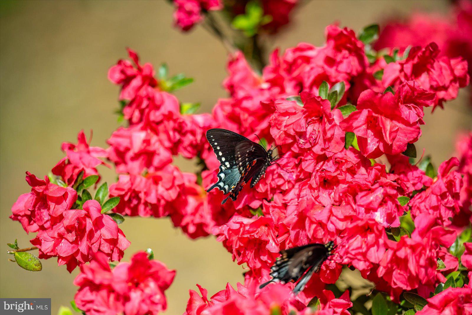 MILLVILLE ACRES - Residential