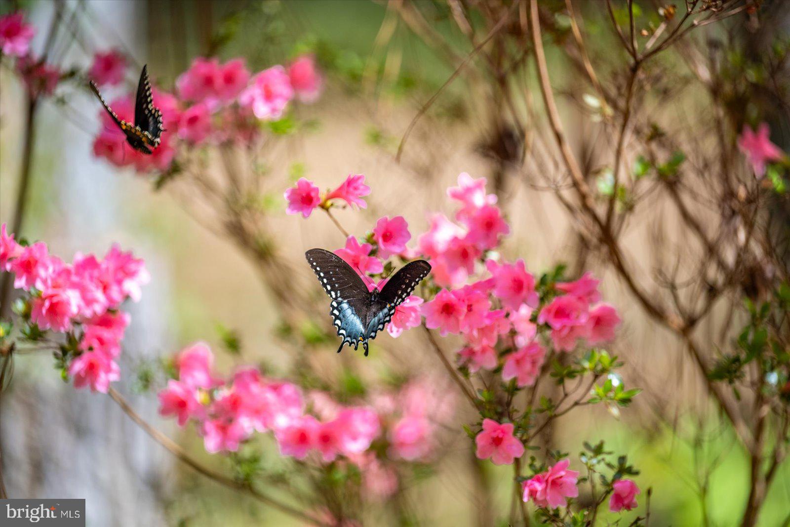 MILLVILLE ACRES - Residential