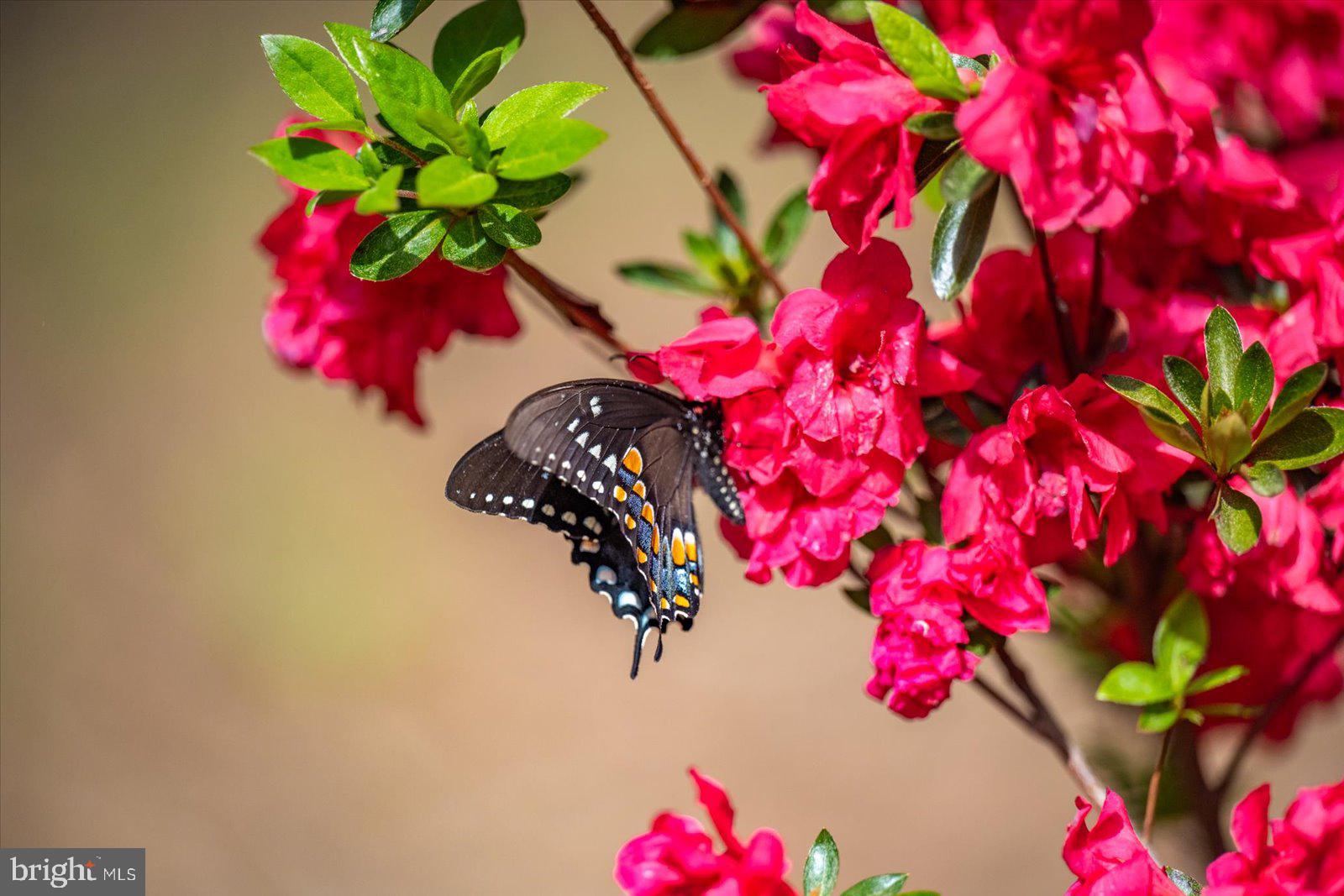 MILLVILLE ACRES - Residential