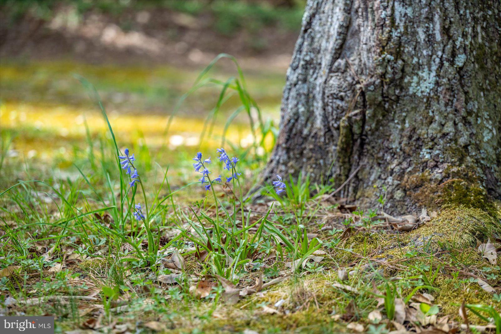 MILLVILLE ACRES - Residential