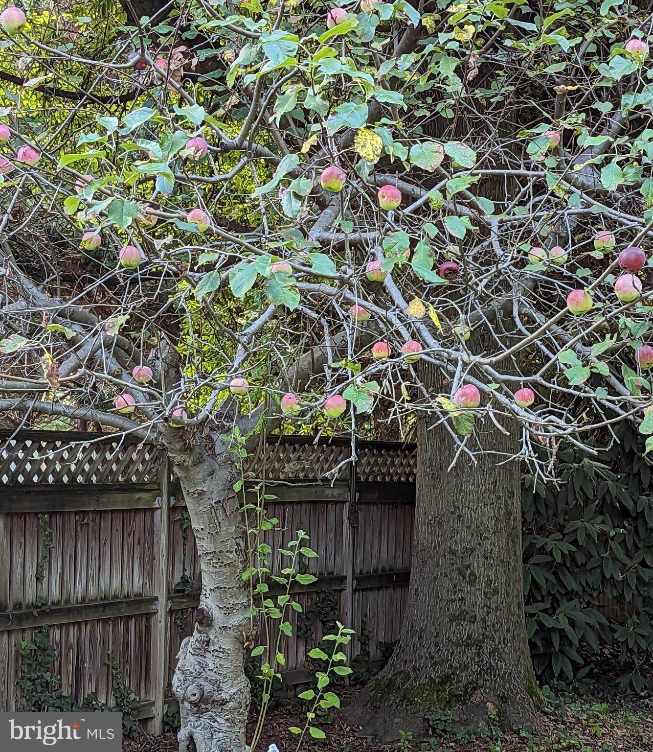 BEACON HILL - Residential