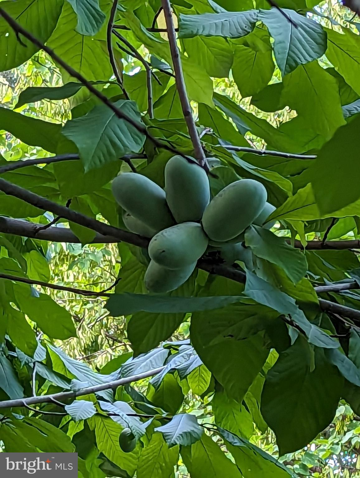 BEACON HILL - Residential