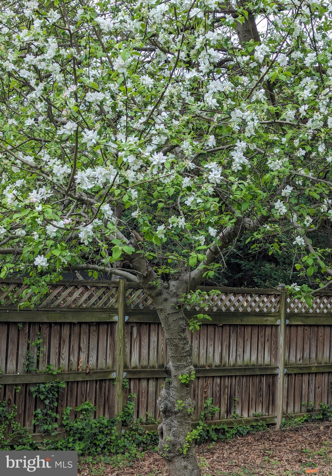 BEACON HILL - Residential