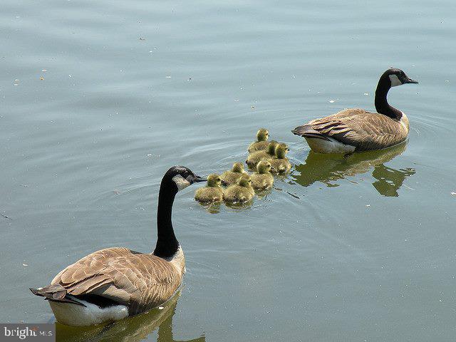 WHETSTONE - Residential