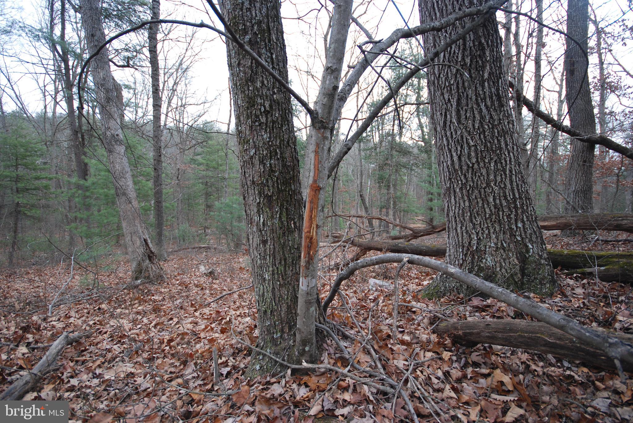 STAGECOACH STOP @ CAPON BRIDGE - Land