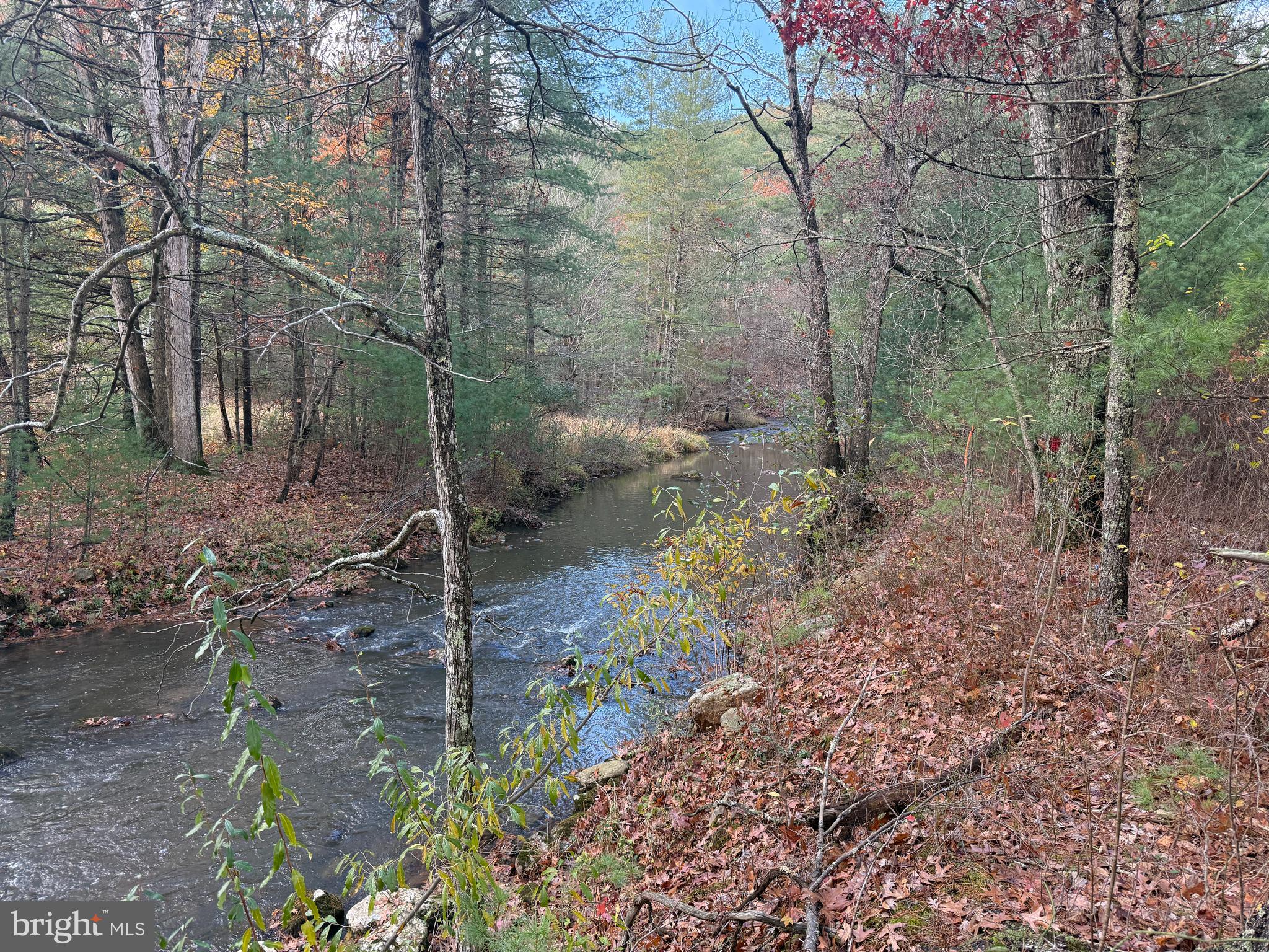 TROUT RUN FOREST - Land