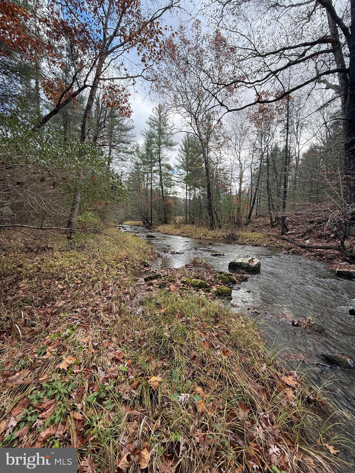 TROUT RUN FOREST - Land