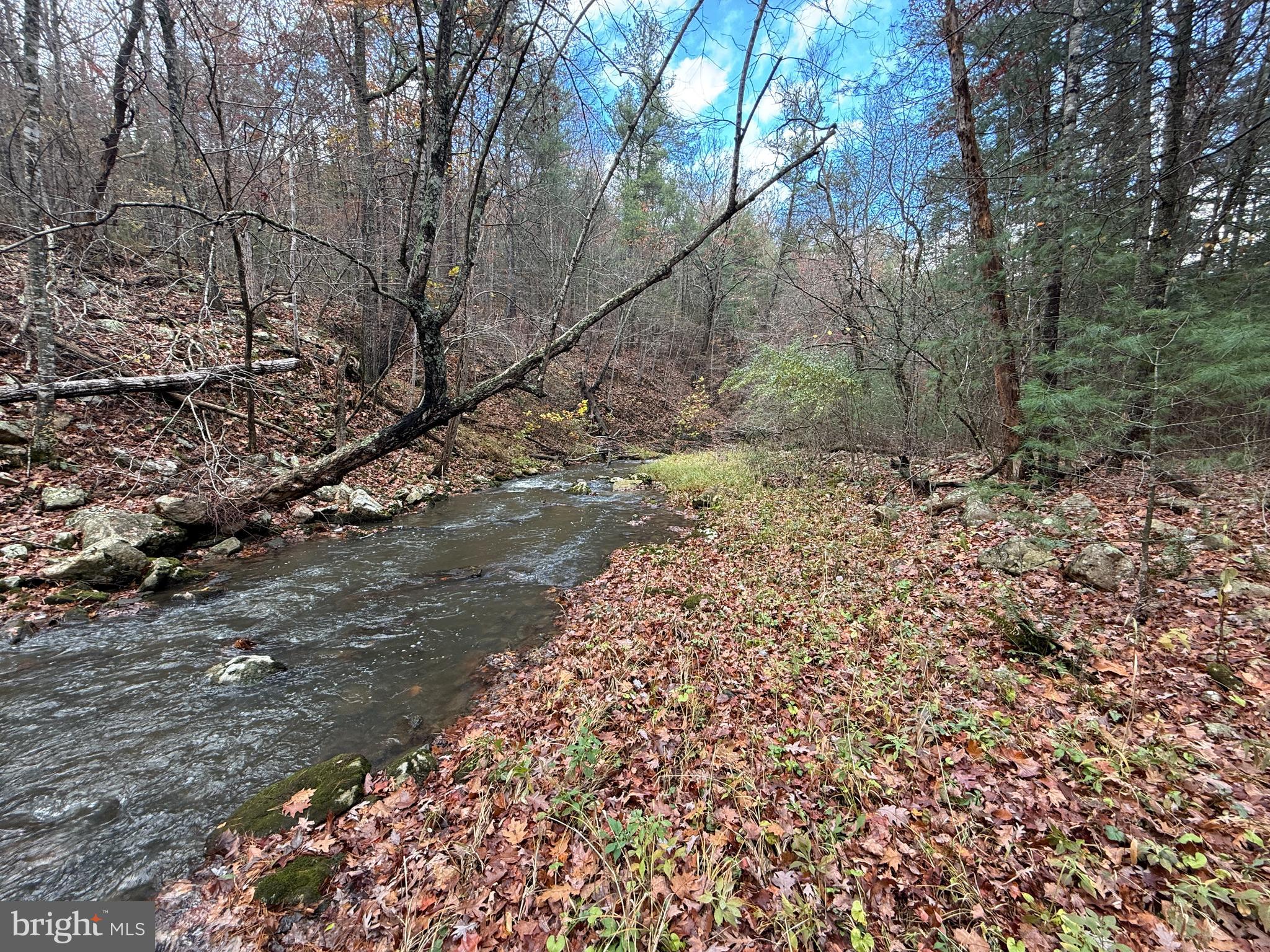 TROUT RUN FOREST - Land