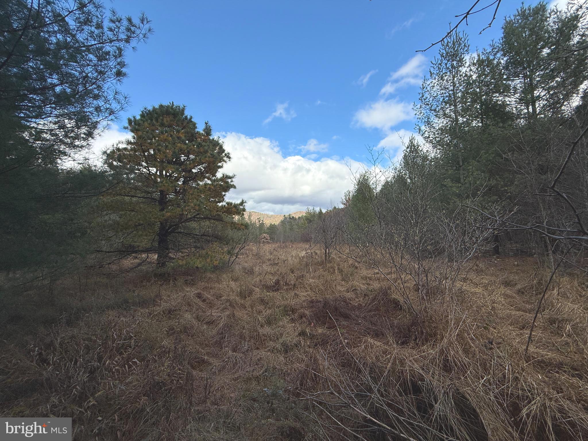 TROUT RUN FOREST - Land