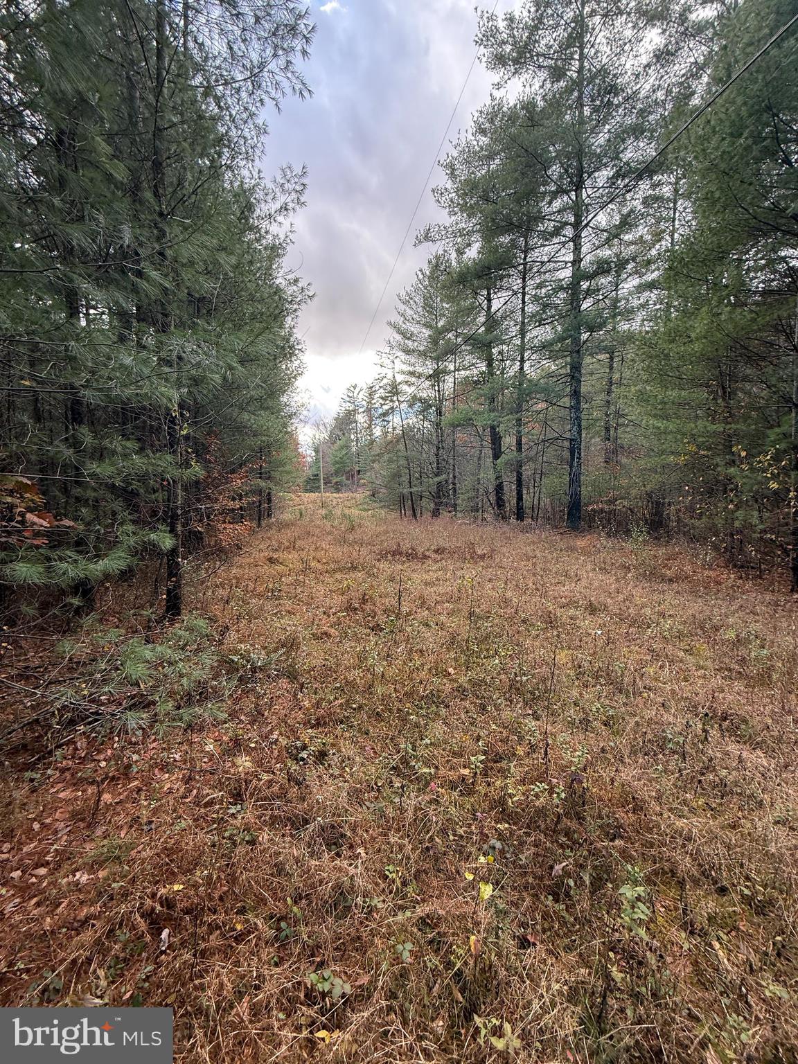 TROUT RUN FOREST - Land