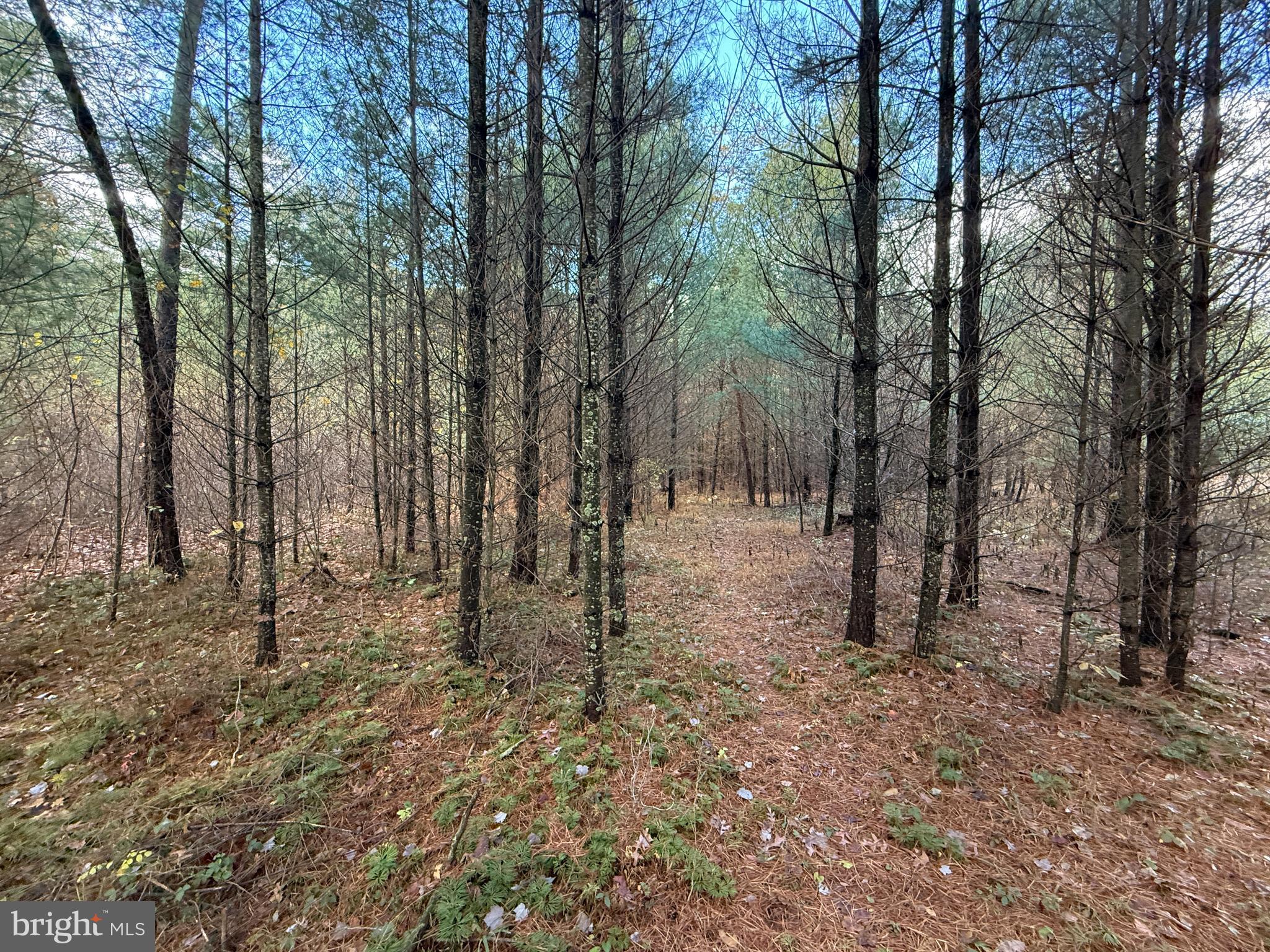 TROUT RUN FOREST - Land