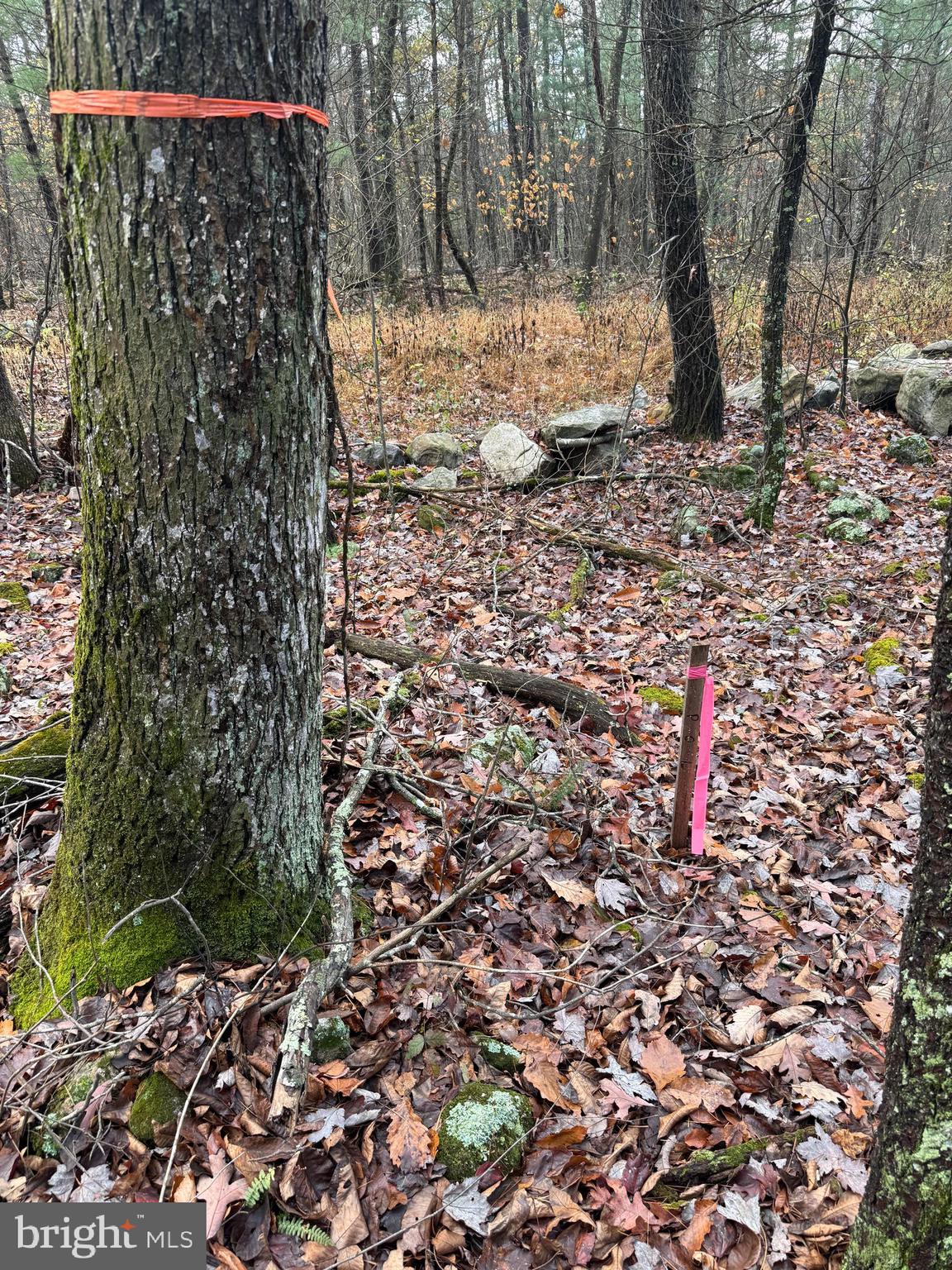 TROUT RUN FOREST - Land