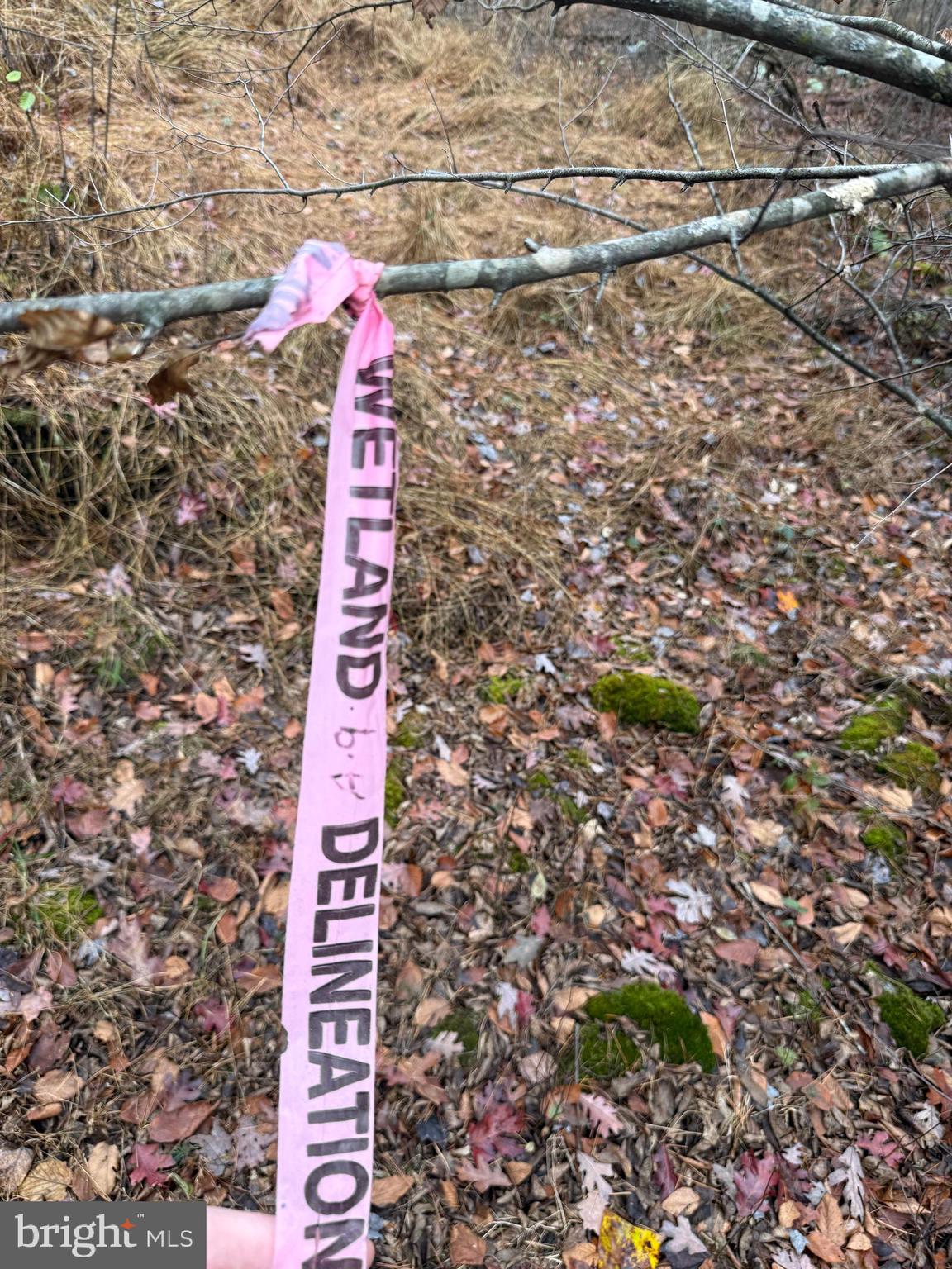 TROUT RUN FOREST - Land