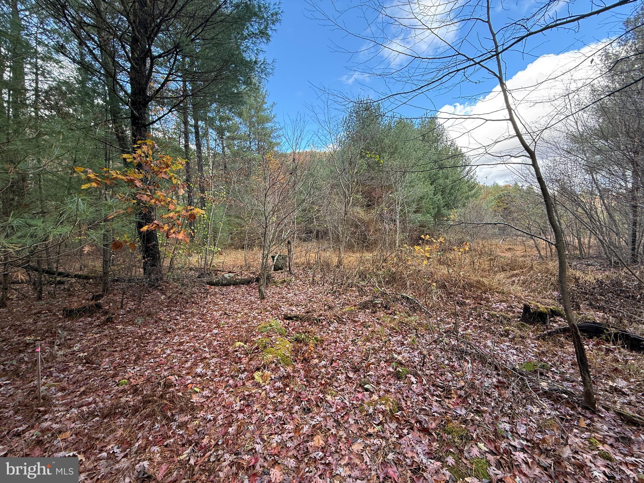 TROUT RUN FOREST - Land