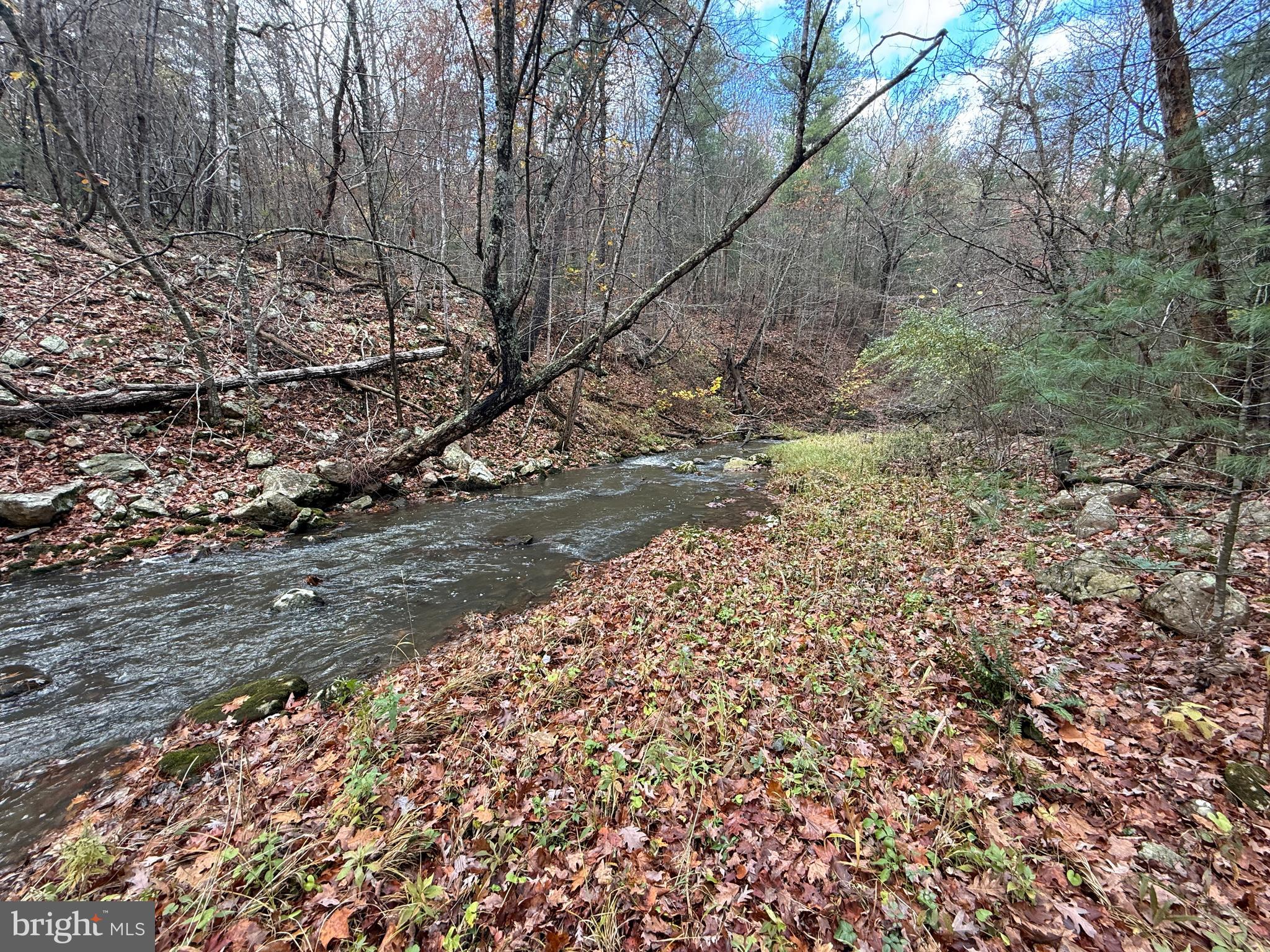 TROUT RUN FOREST - Land