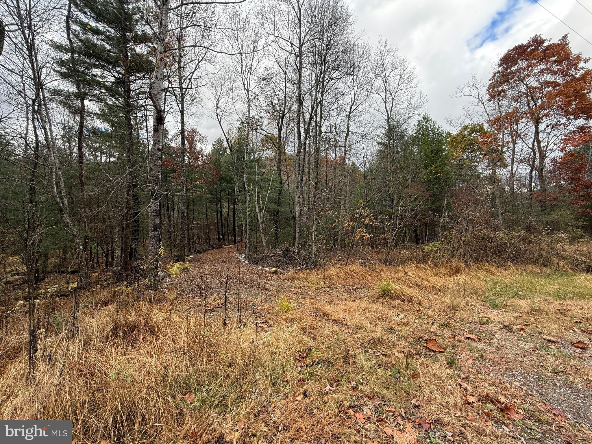 TROUT RUN FOREST - Land
